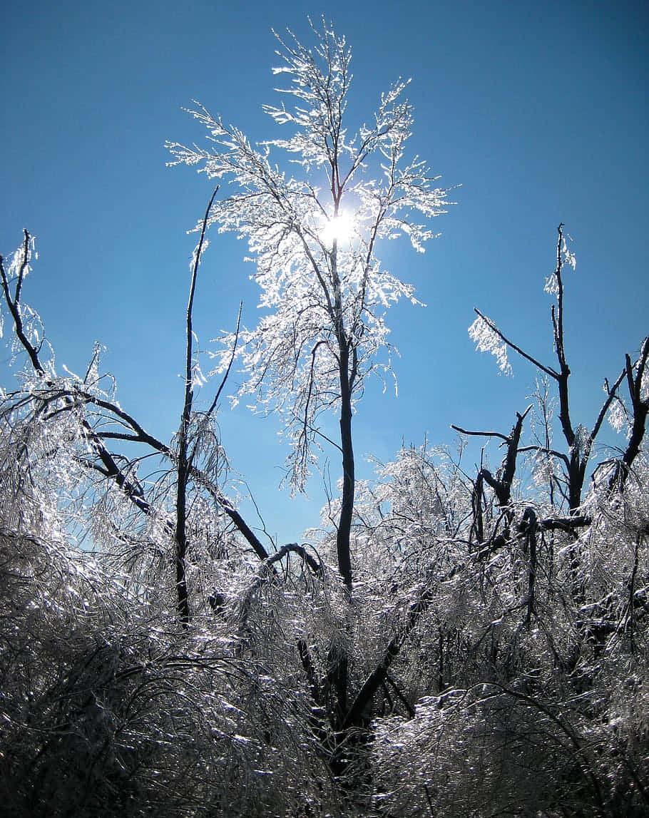 Sleet, frost-covered branches, clear blue winter sky, SD Phone Wallpaper