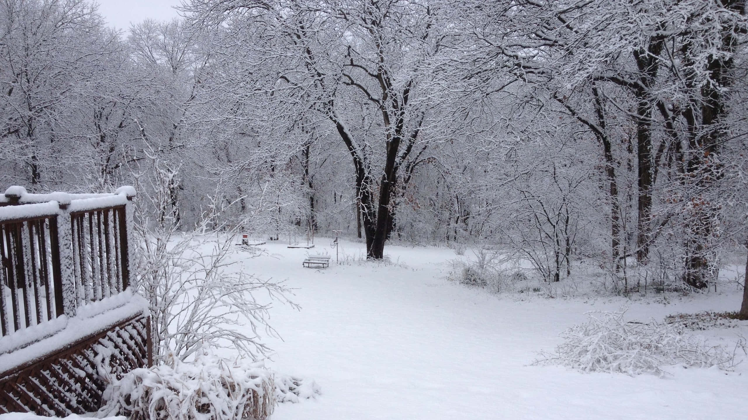 Sleet, Forest Landscape, frosted trees, 2K Desktop Wallpaper