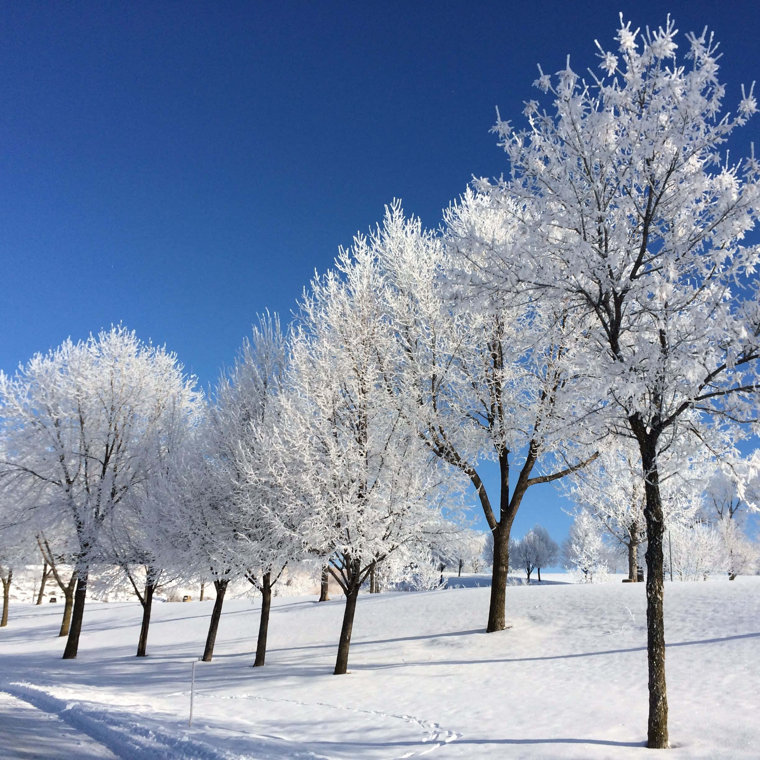 Sleet, frozen white leaves, snow-covered trees, Full HD Desktop Wallpaper