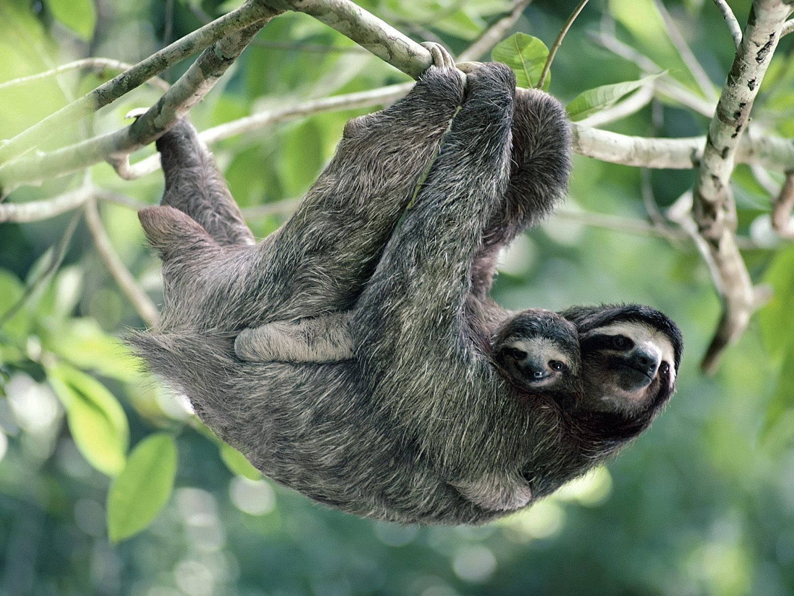 sloth family, mother sloth, baby sloth, HD Desktop Wallpaper