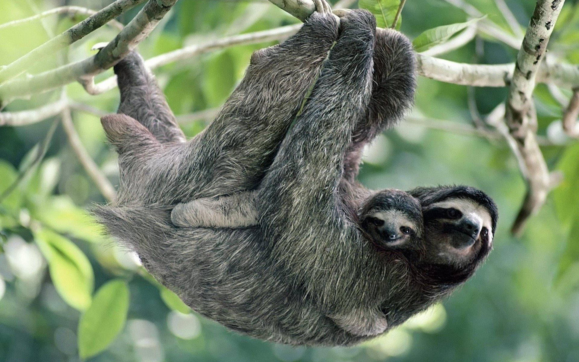 mother sloth, baby sloth, tree branches, Full HD Desktop Wallpaper