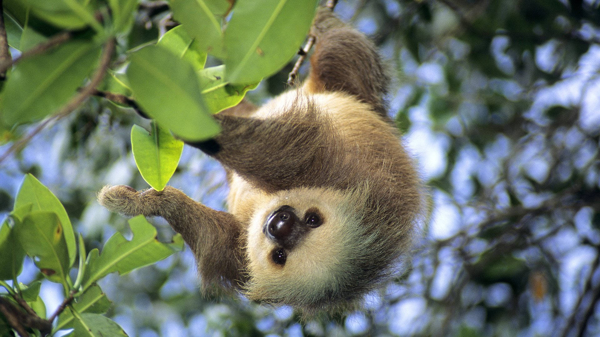 three-toed sloth, tree branch, lush green leaves, Full HD Desktop Wallpaper