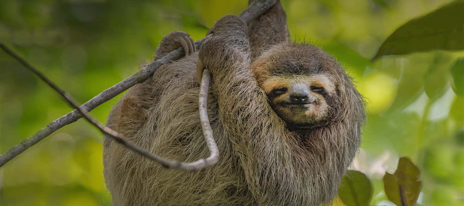 lethargic sloth, sloth, branch, Full HD Desktop Wallpaper