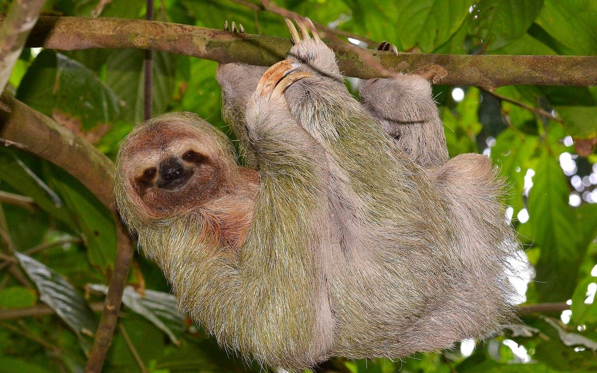 three-toed sloth, tree branch, lush green foliage, Full HD Desktop Wallpaper
