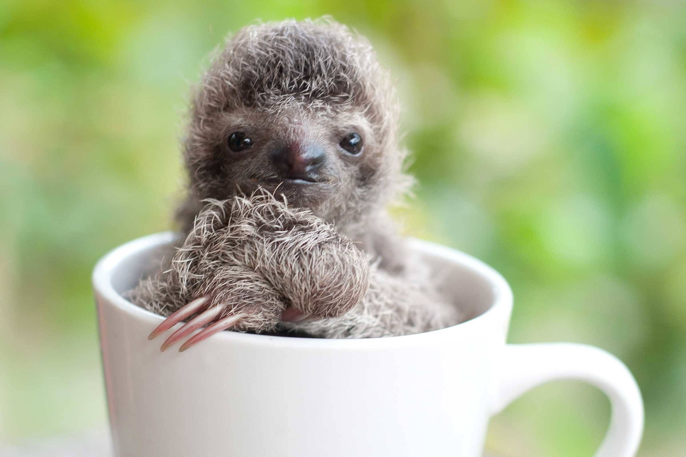 baby sloth, fuzzy sloth cub, white ceramic mug, Full HD Desktop Wallpaper