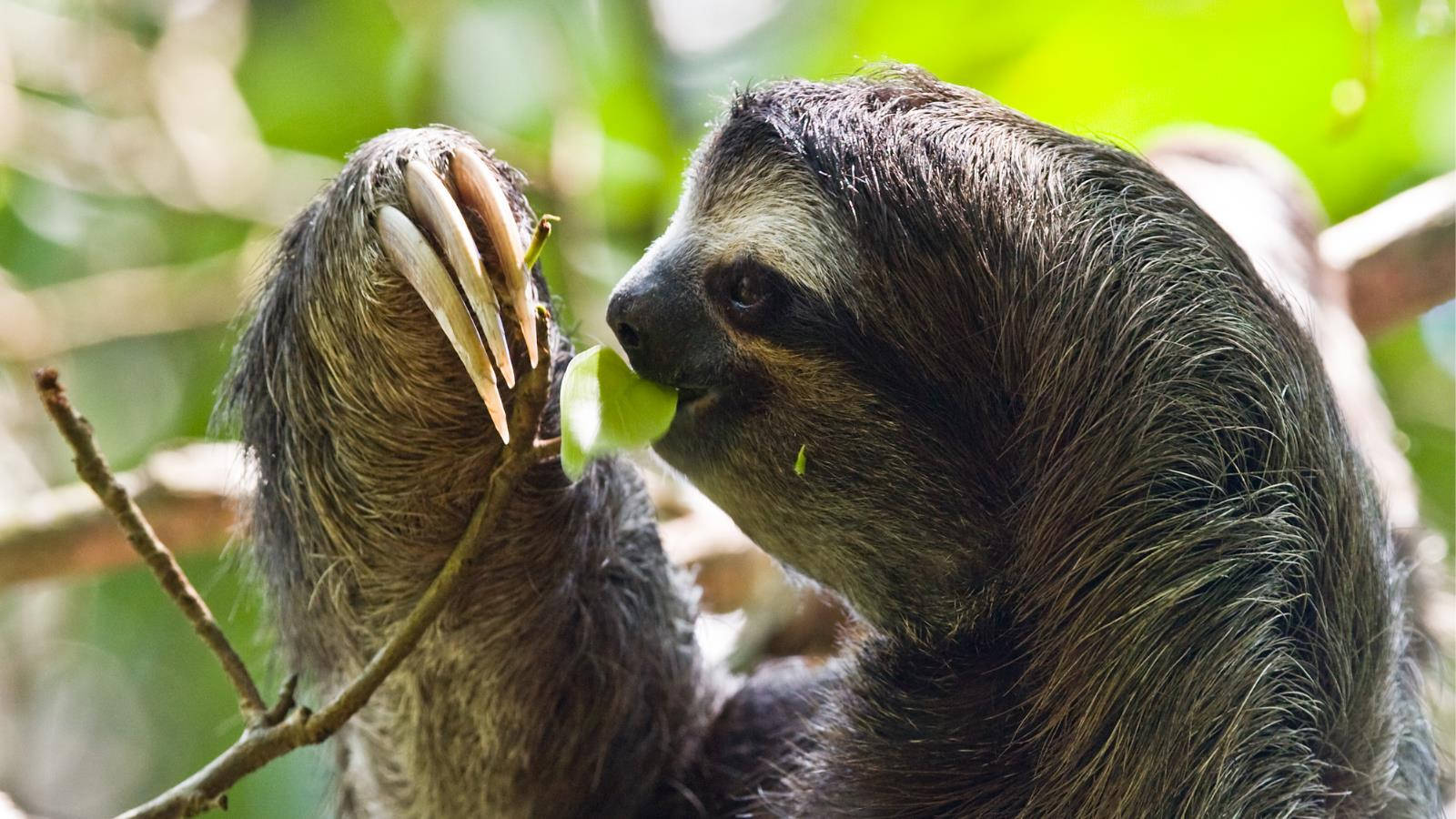 sloth, leaf, branch, HD Desktop Wallpaper