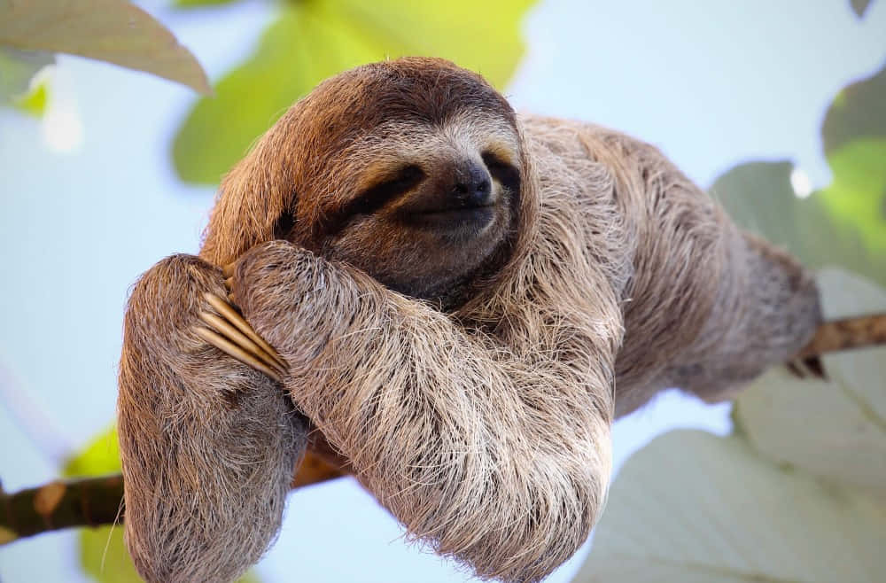 zoo animal, sloth, tree branch, SD Desktop Wallpaper