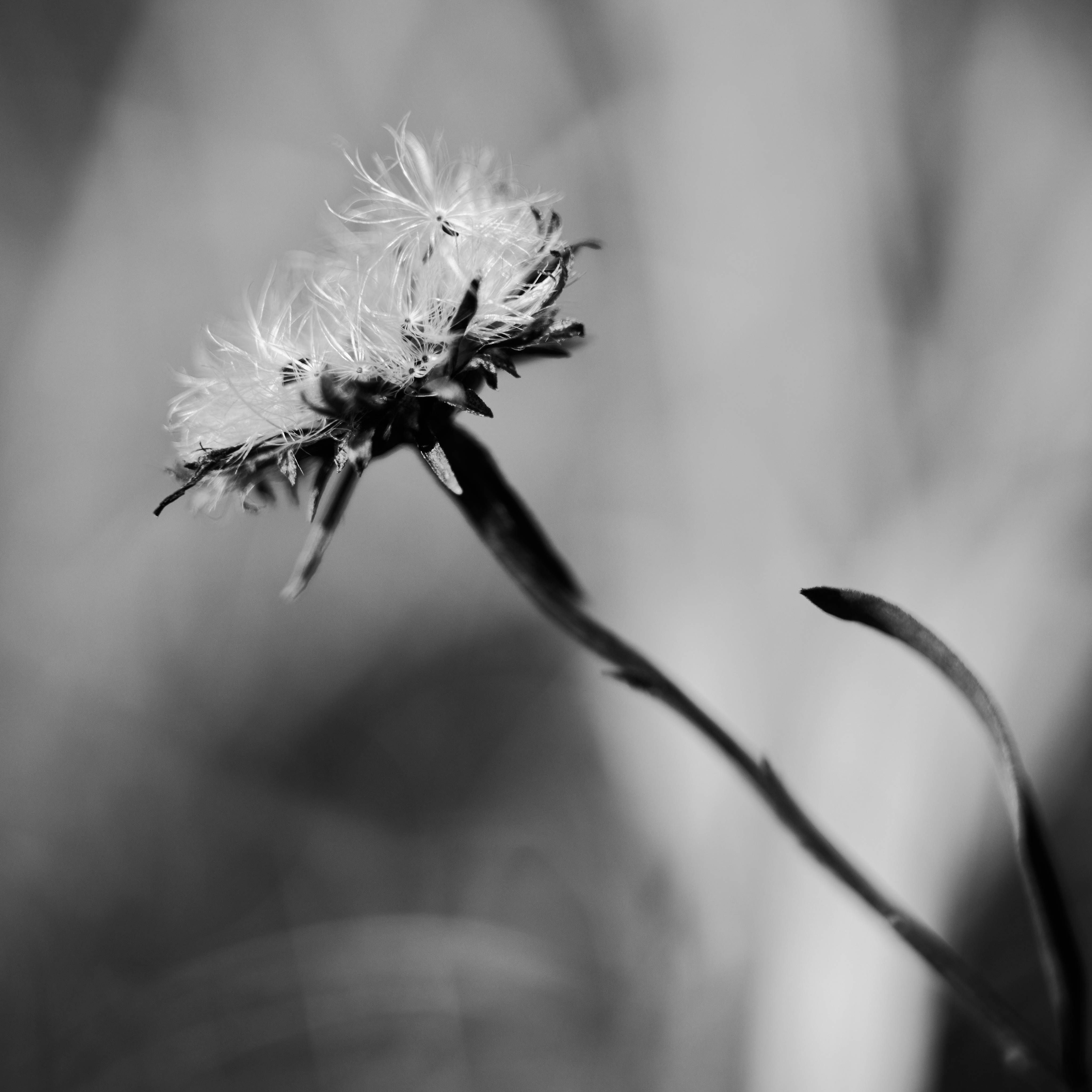 dandelion flower, black and white, feathery dandelion seed head, 4K Desktop Wallpaper