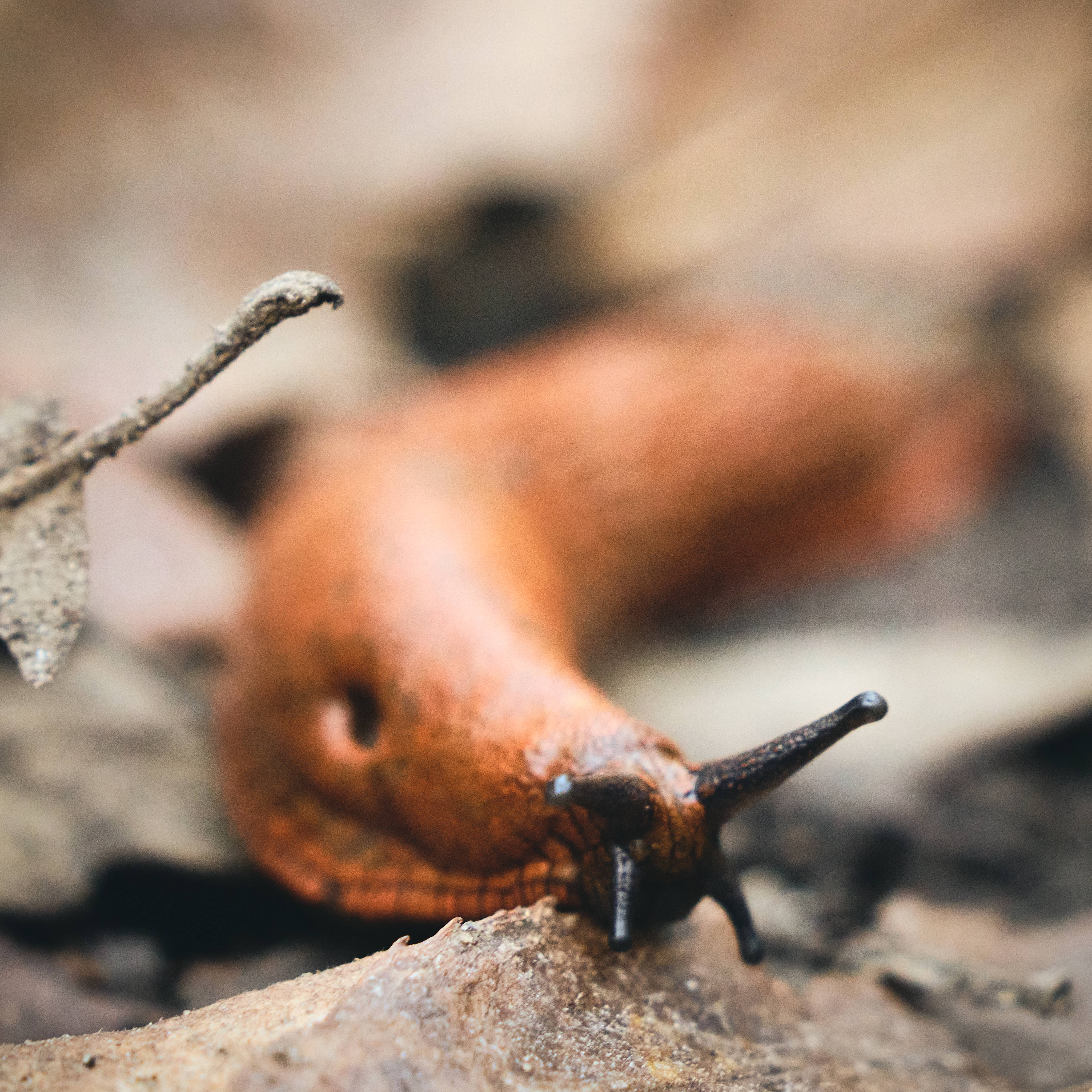 Slovakia, forest, orange slug, 4K Desktop Wallpaper
