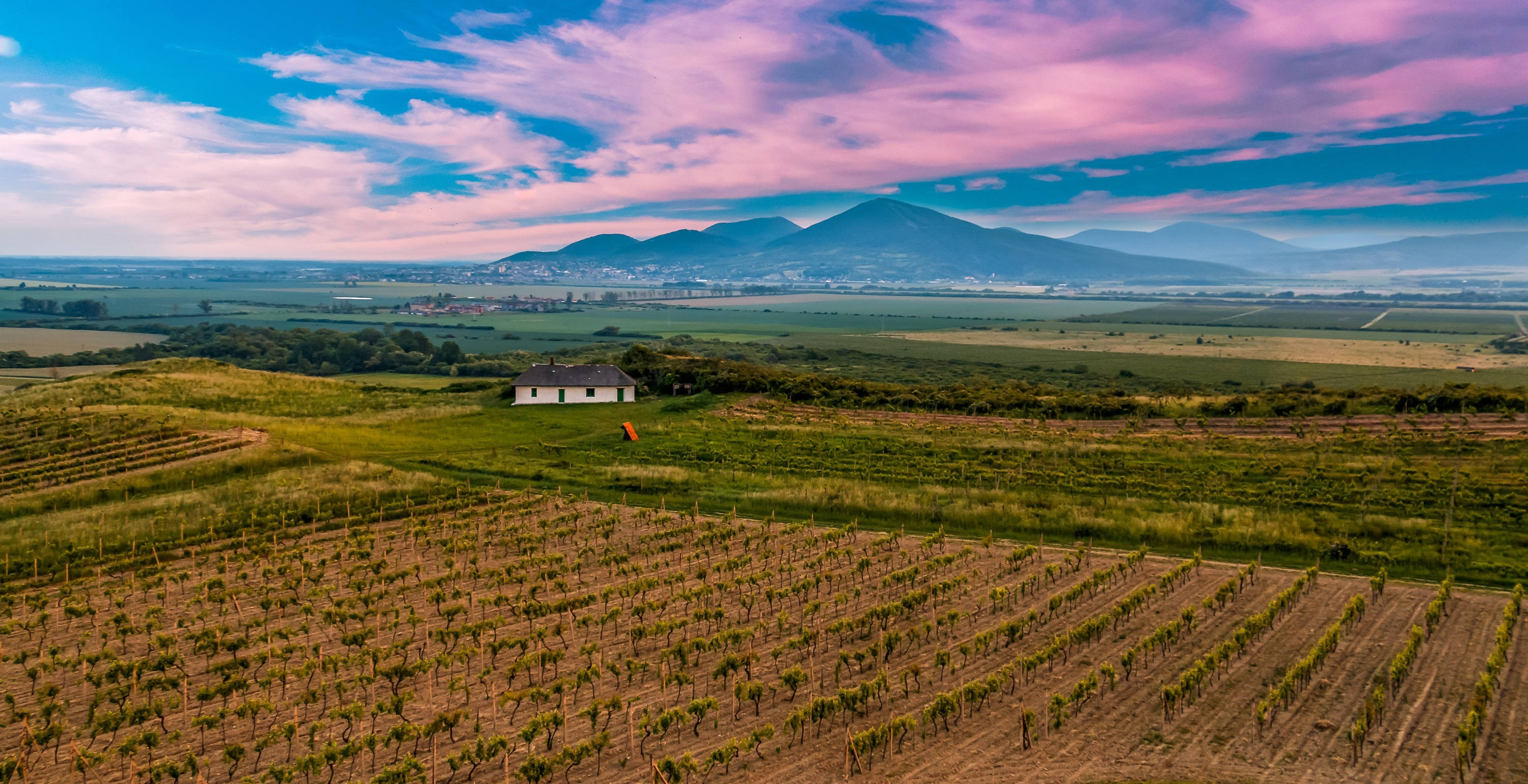 white farmhouse, vineyard rows, pink and blue sunset sky, 2K Desktop Wallpaper