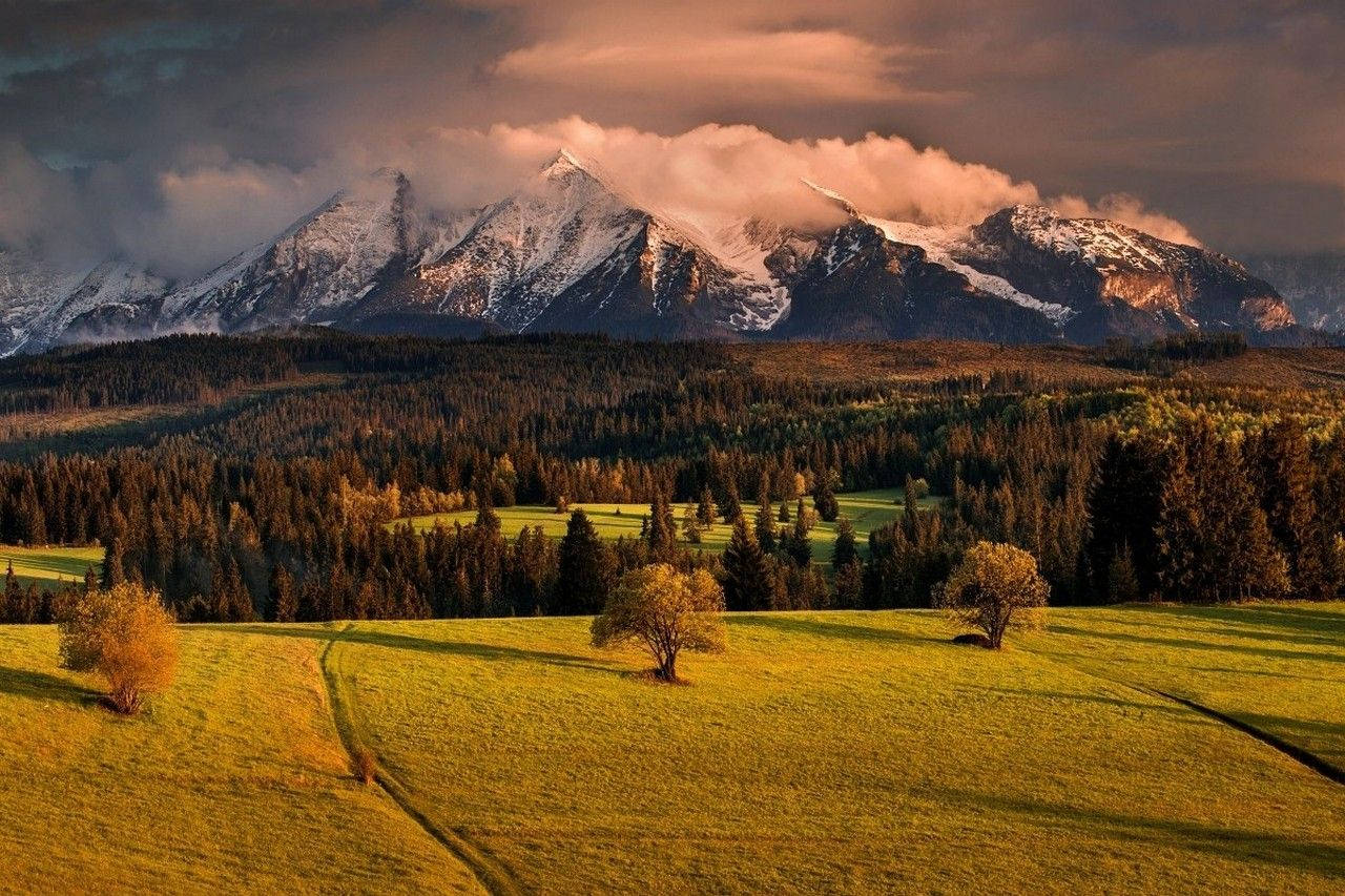 Slovakia, forest trees, mountain, HD Desktop Wallpaper