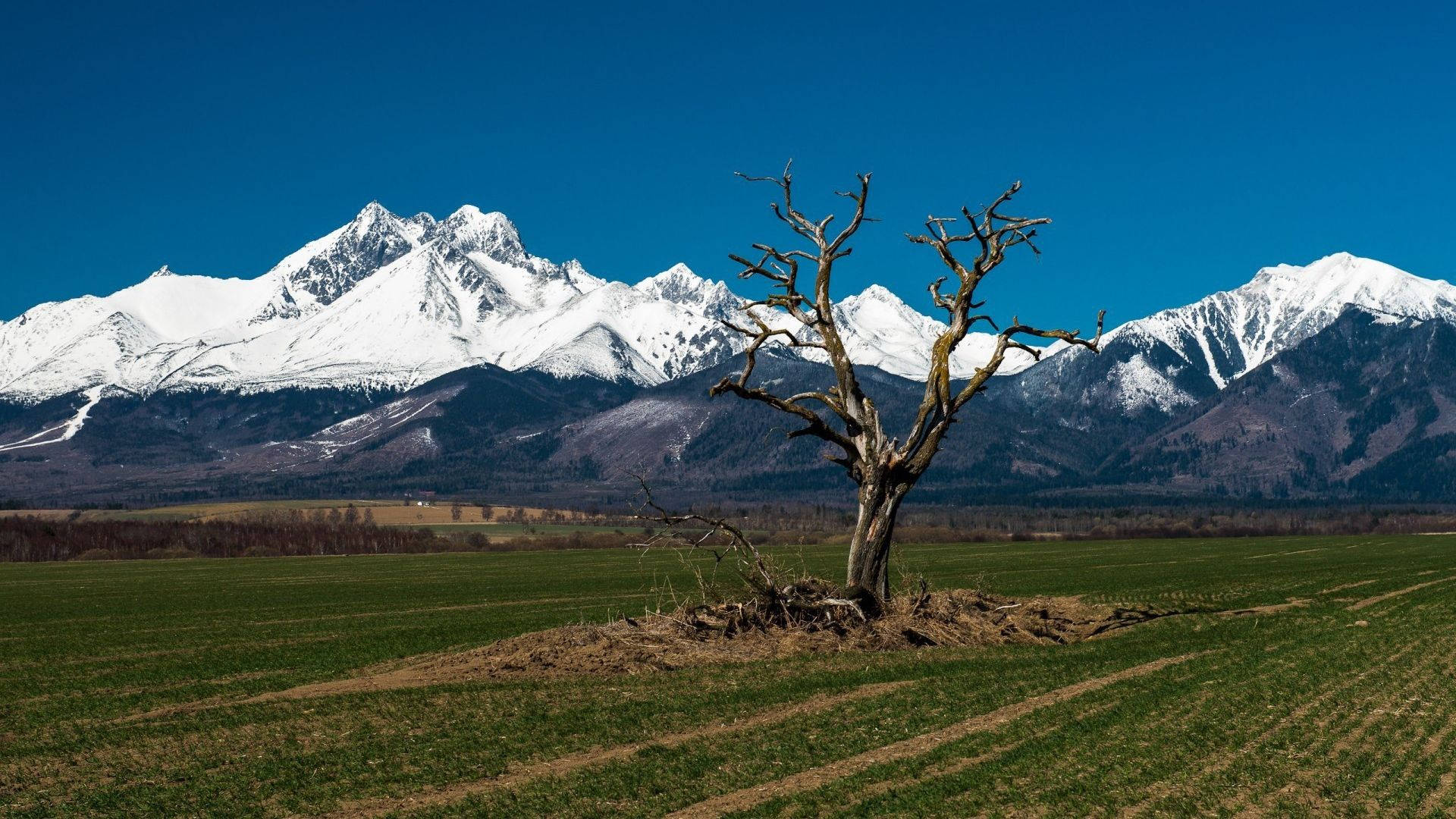 Slovakia, icy mountain, dead tree, Full HD Desktop Wallpaper