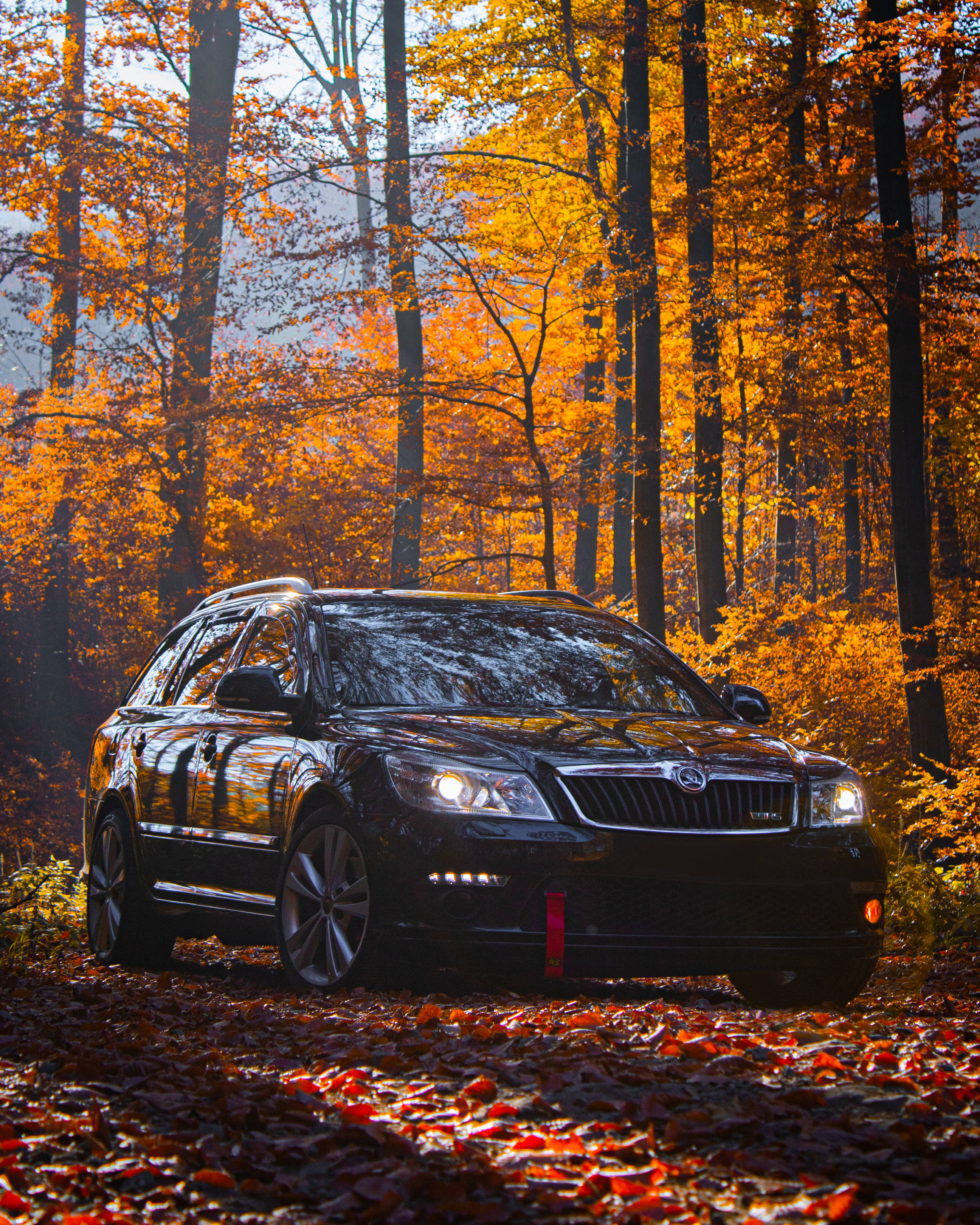 Slovakia, forest, golden autumn light, 2K Phone Wallpaper