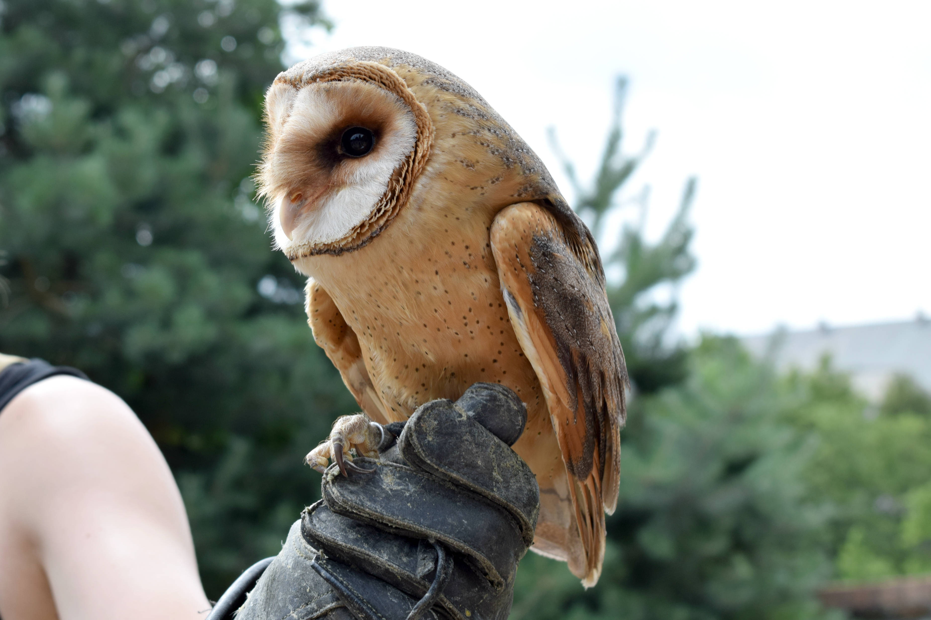 Slovakia, wild owl, barn owl, 2K Desktop Wallpaper