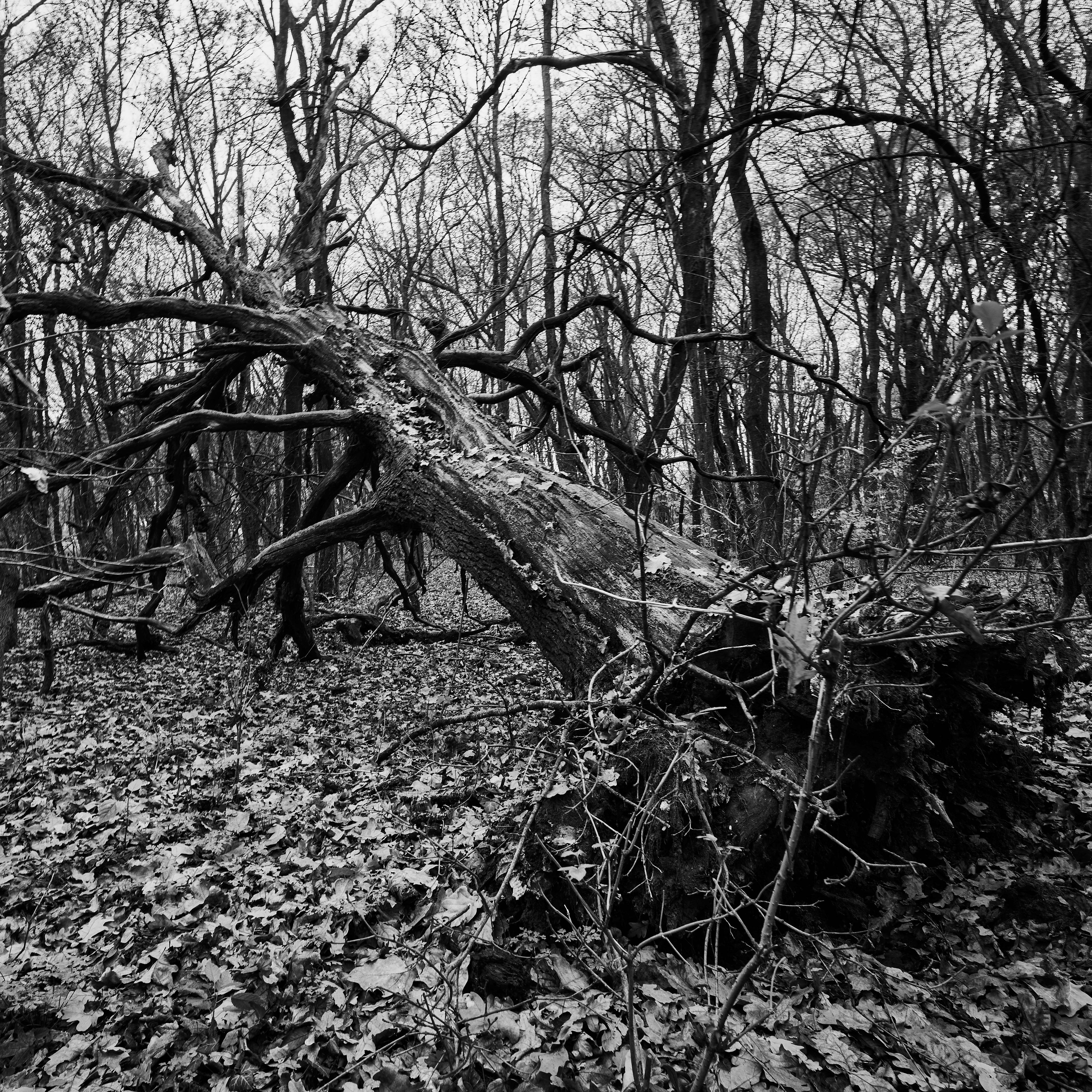 Slovakia, fallen tree, black and white forest scene, 4K Desktop Wallpaper