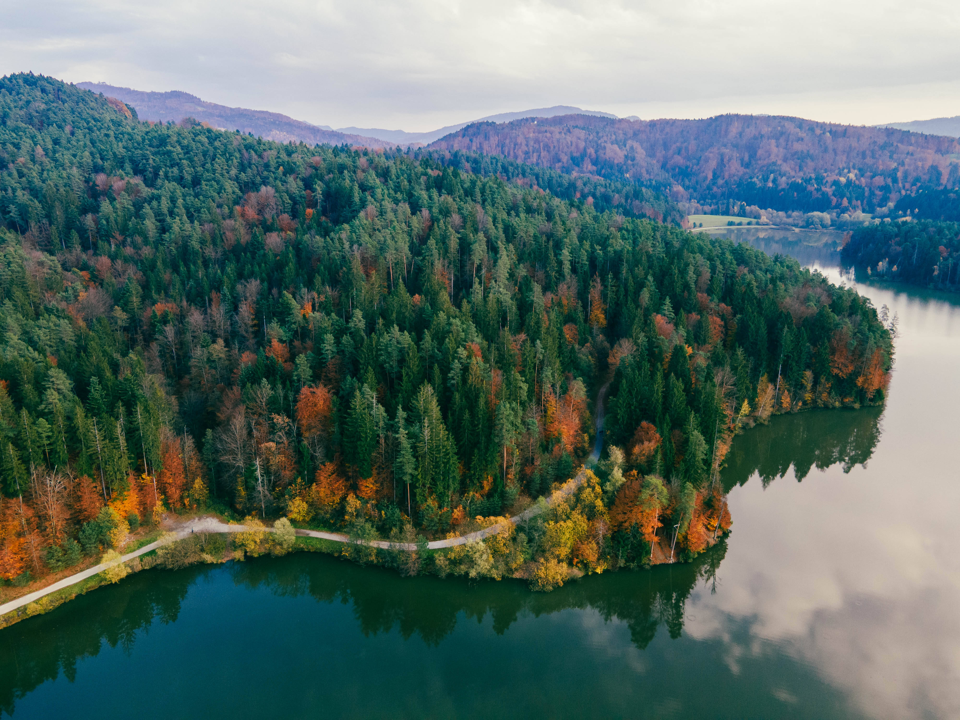 Slovenia, pine tree forest, winding road, 4K Desktop Wallpaper