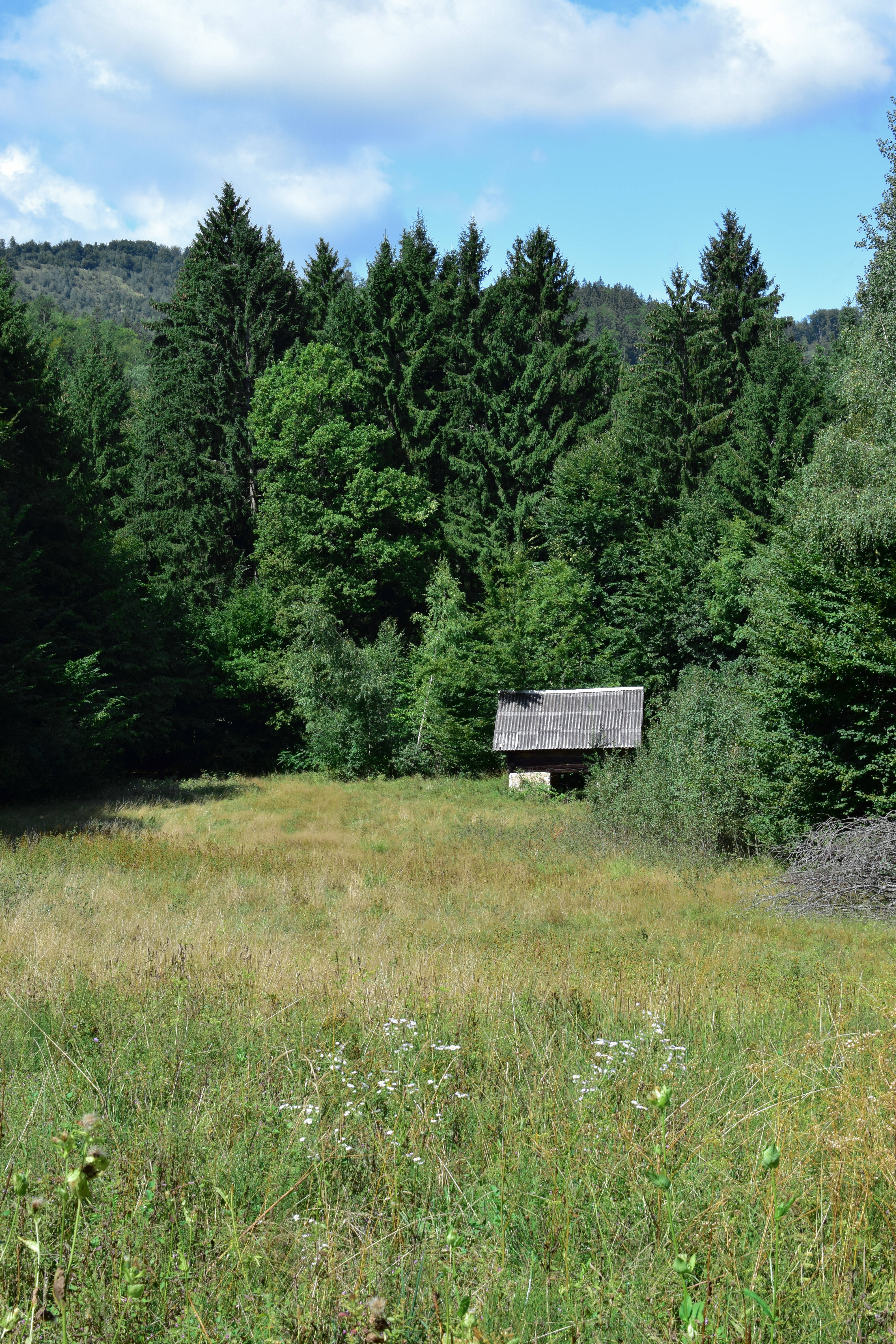 Slovenia, small hut, forest, 5K Phone Wallpaper