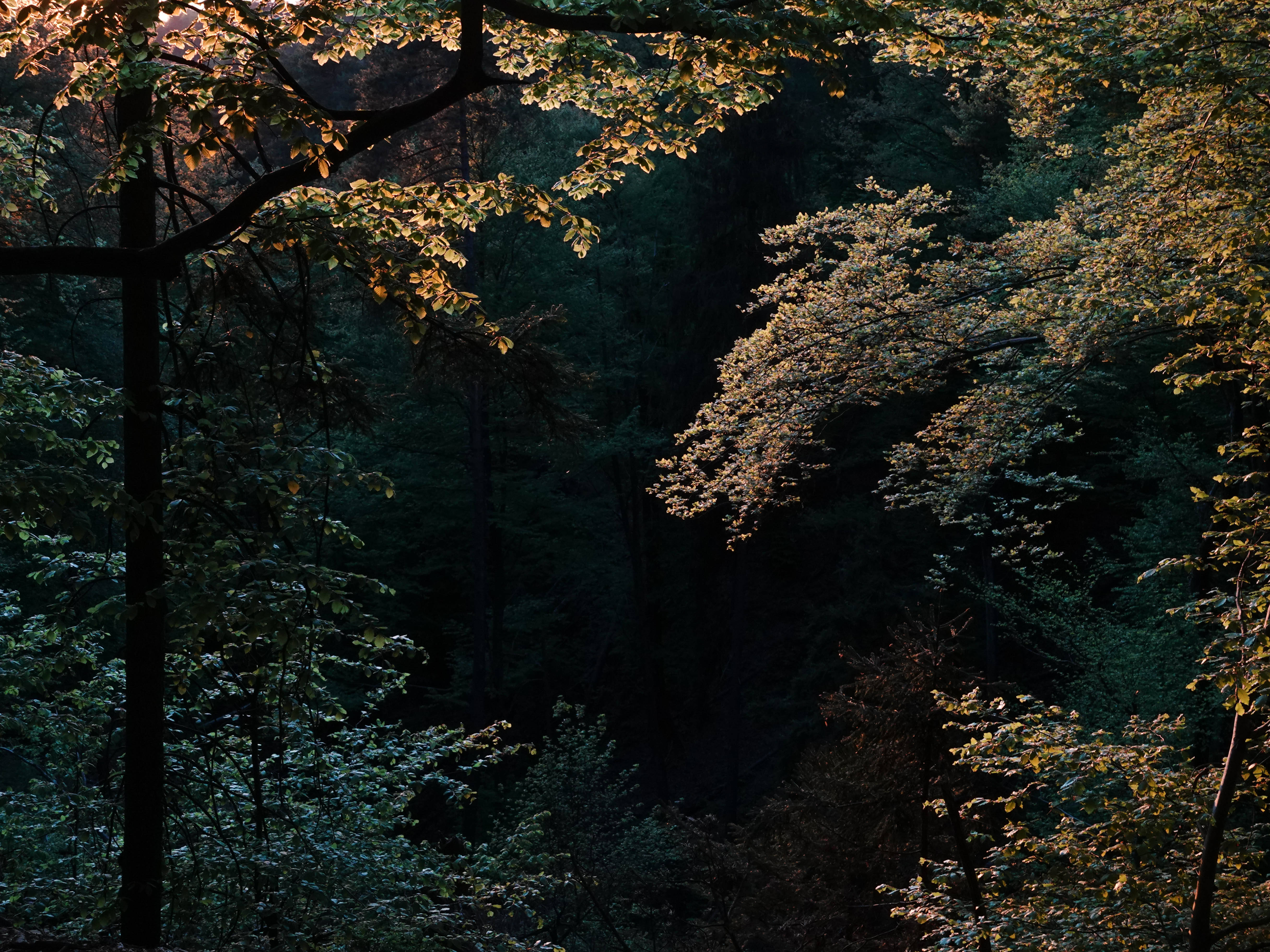 Slovenia, sunset, woods, 4K Desktop Wallpaper