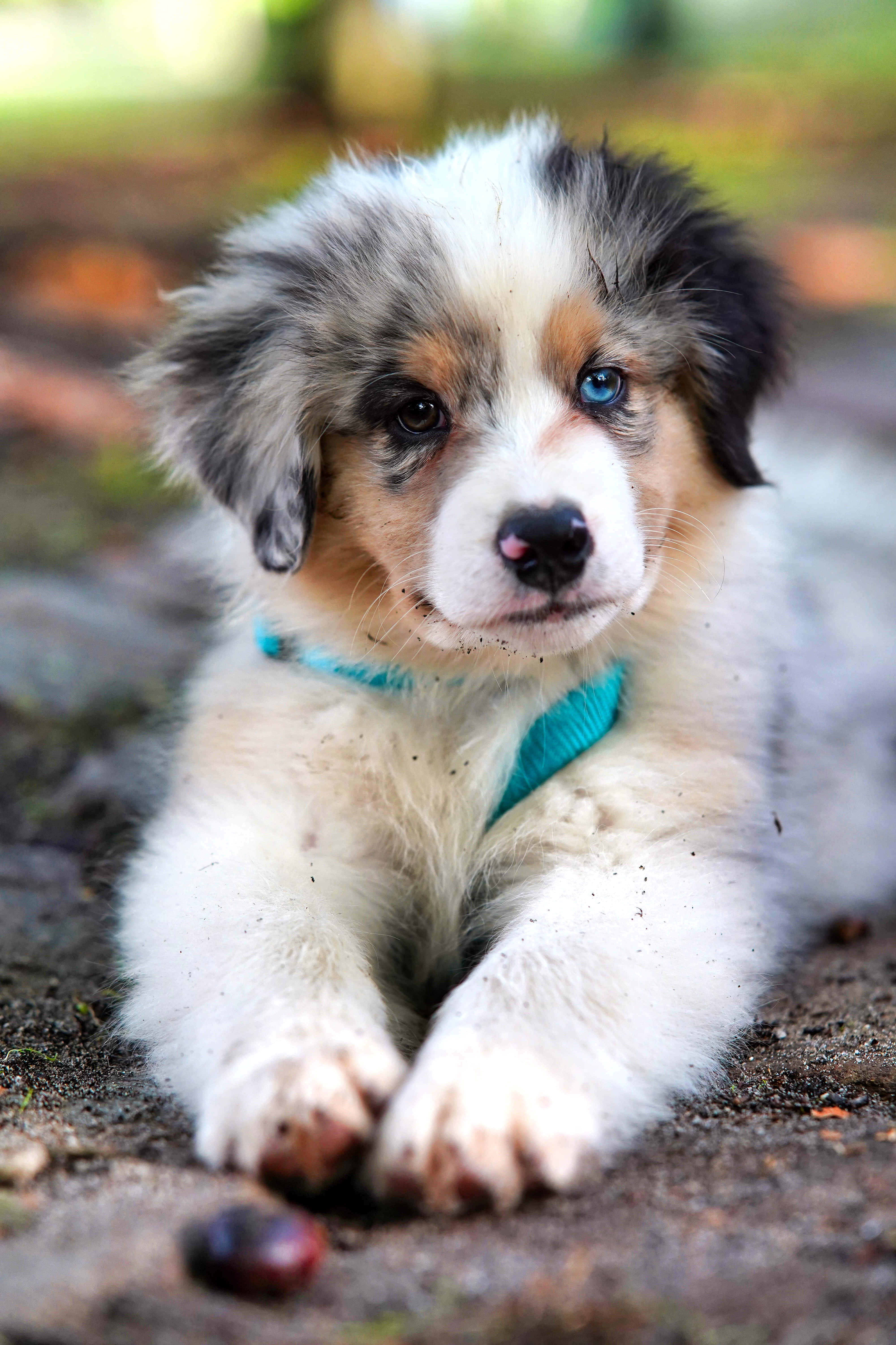 Australian Shepherd, merle coat, blue-eyed, 5K Phone Wallpaper