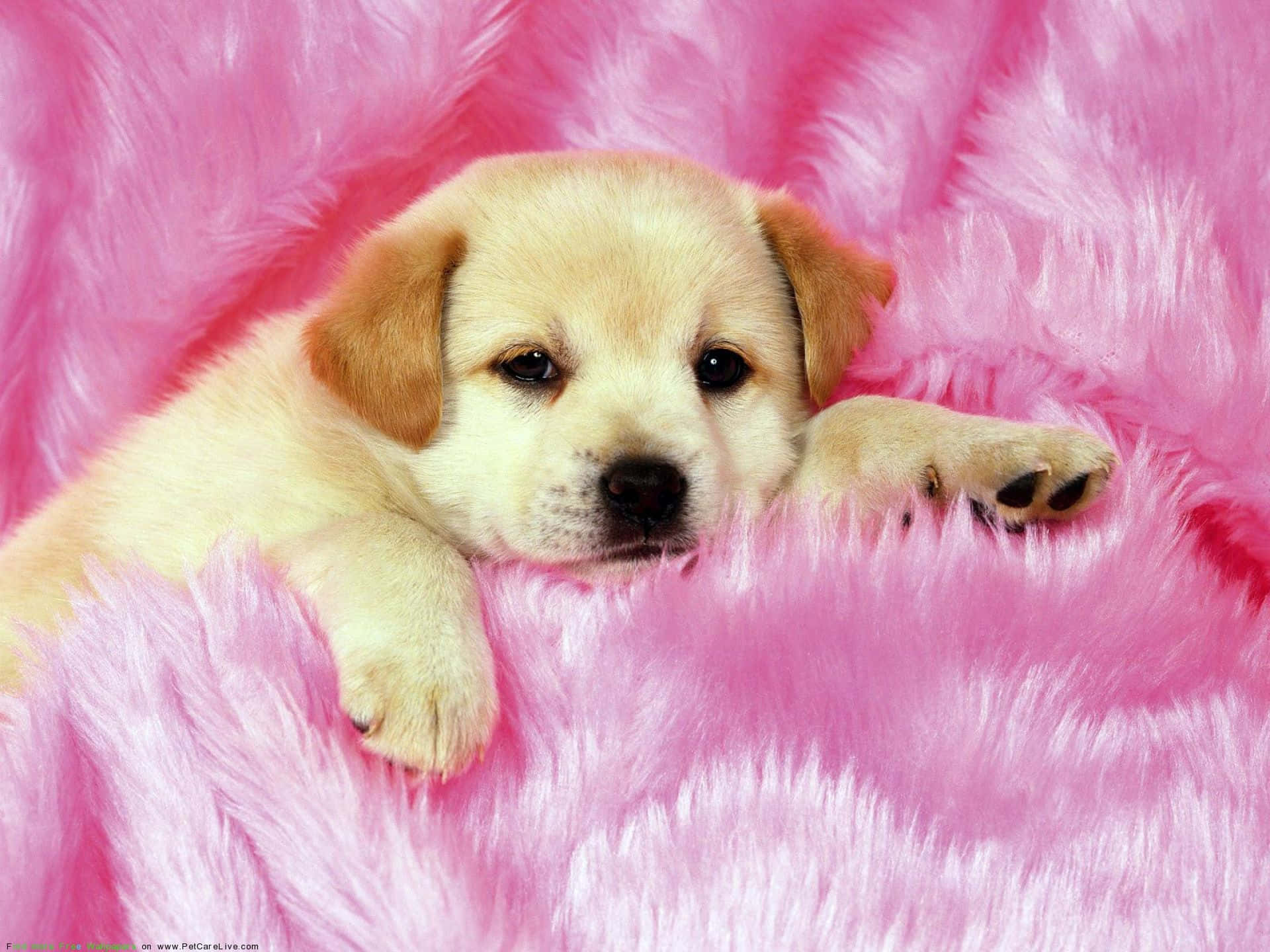 Small Dog, labrador retriever, yellow puppy, Full HD Desktop Wallpaper