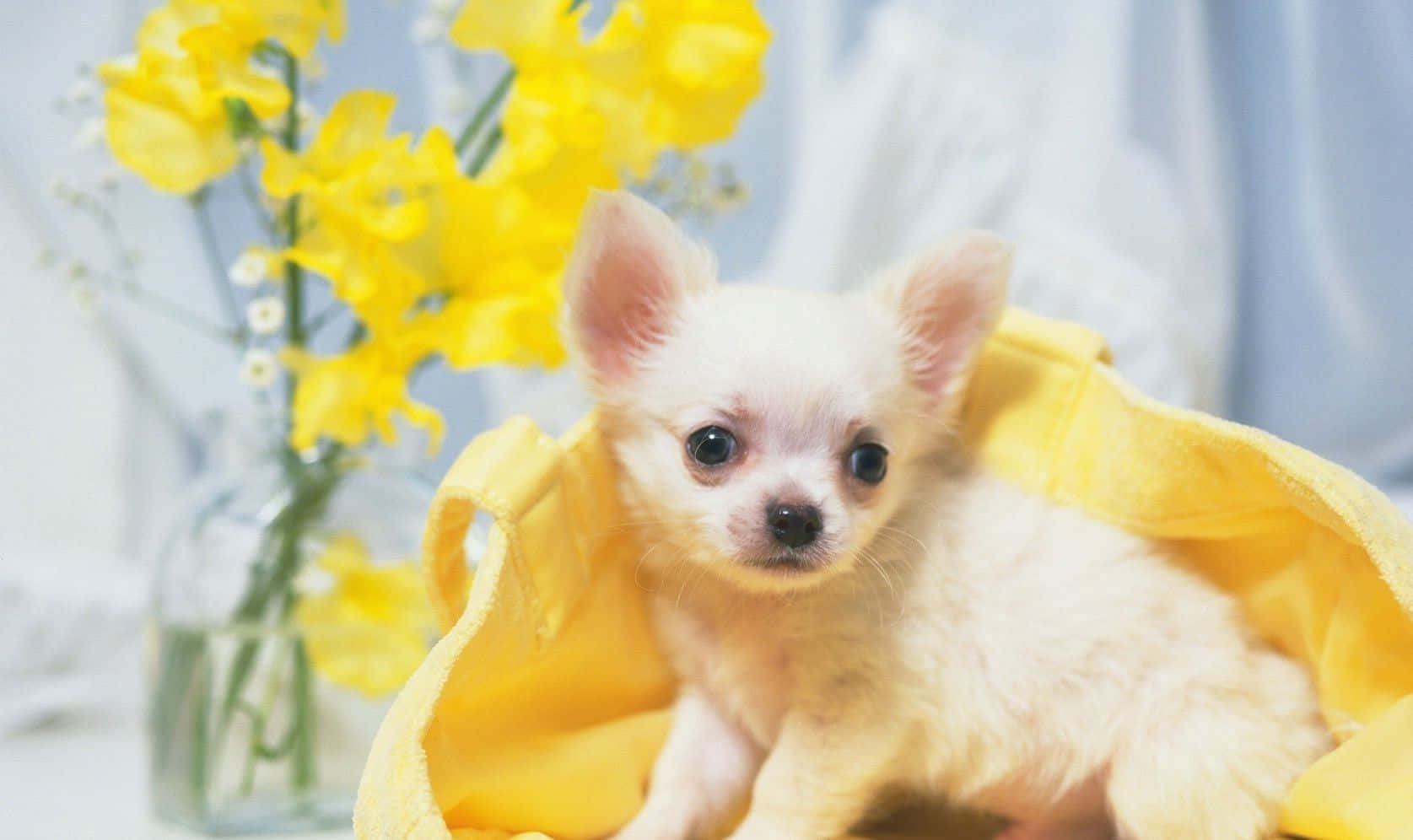 teacup chihuahua, white chihuahua puppy, yellow towel, HD Desktop Wallpaper