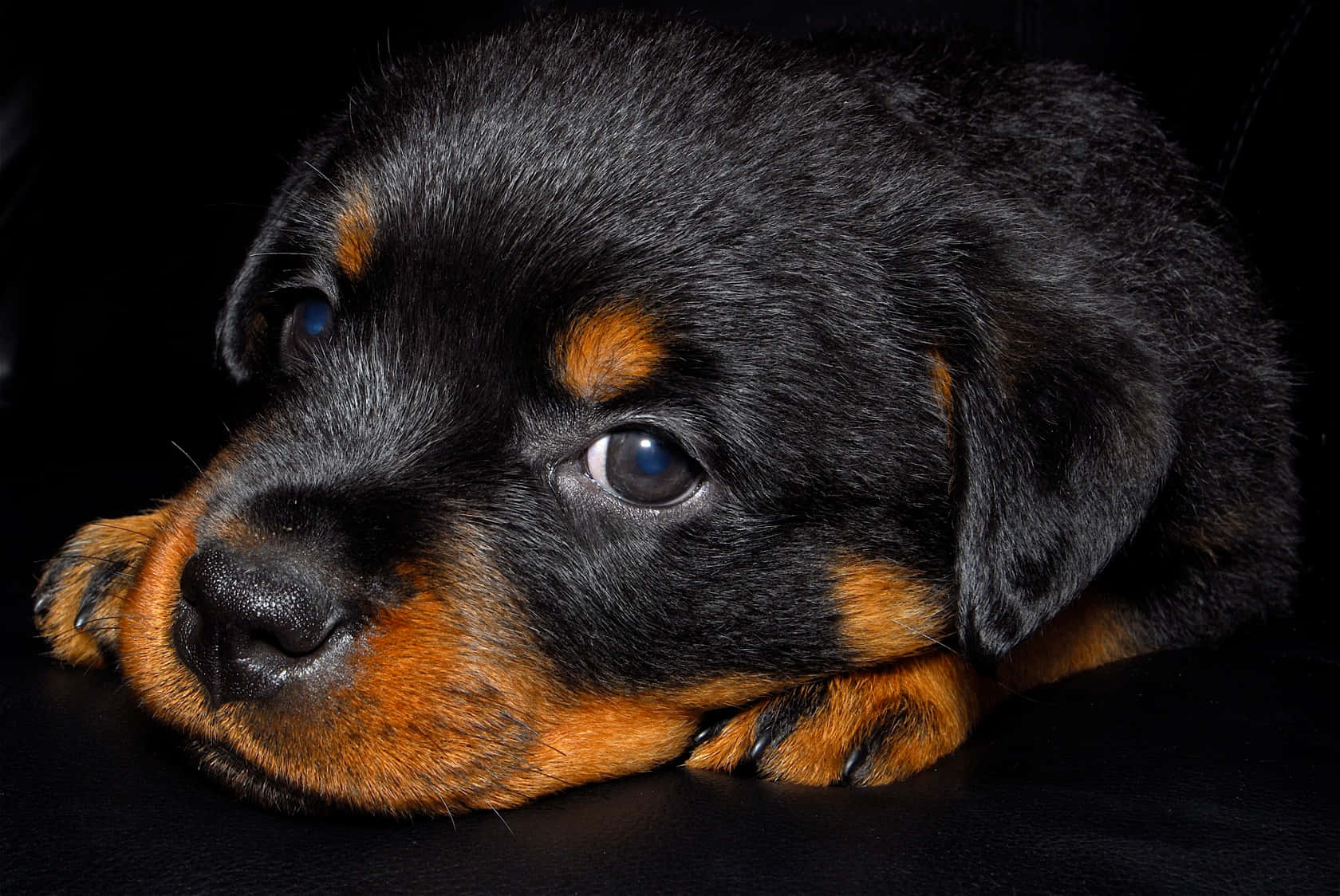 Rottweiler, black and tan, puppy, HD Desktop Wallpaper