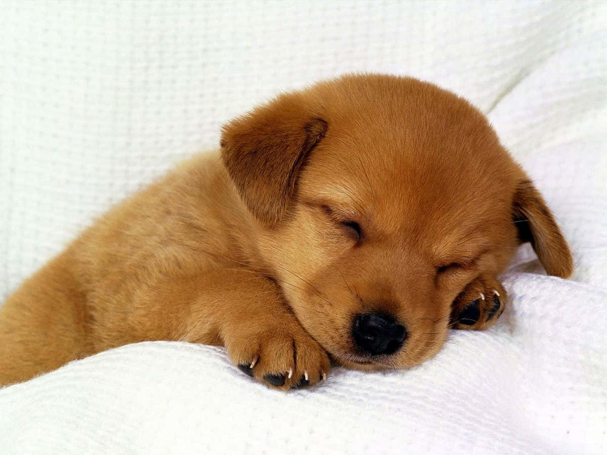small dog, labrador retriever, brown puppy, SD Desktop Wallpaper