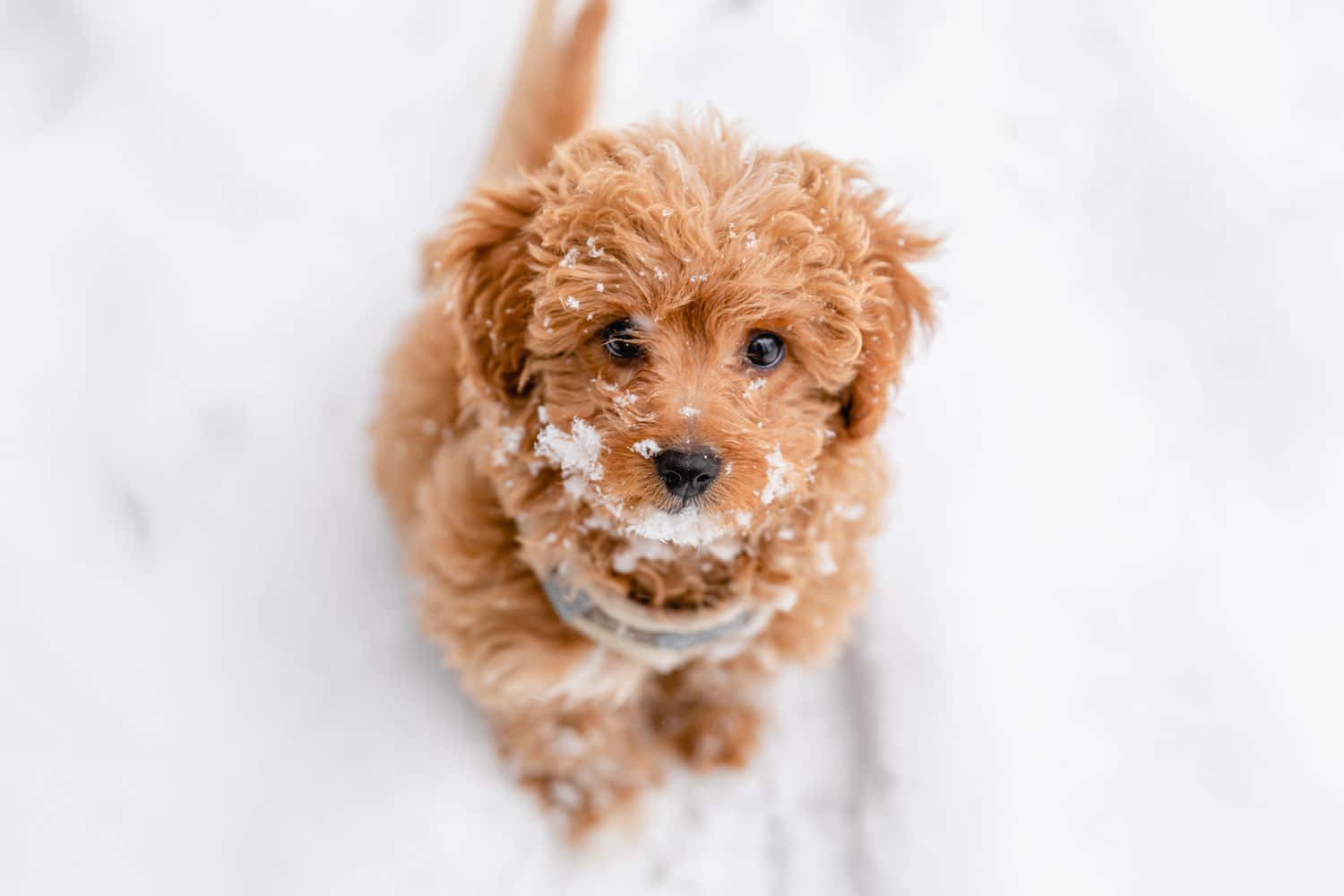 fluffy reddish-brown puppy, snowflakes on its face, snowy ground, HD Desktop Wallpaper
