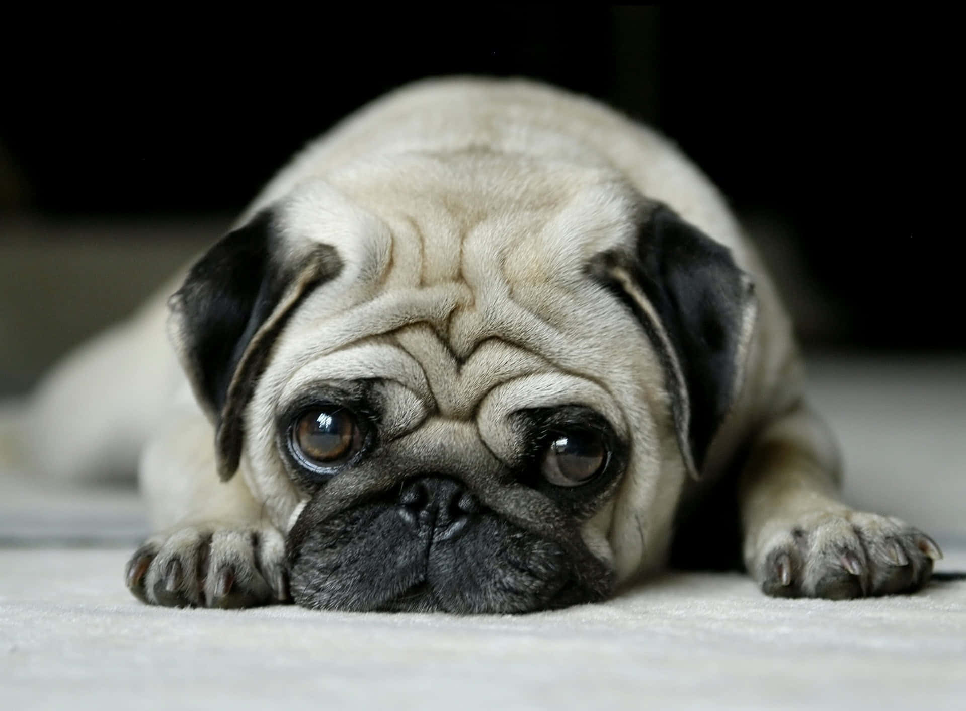 fawn pug, wrinkled face, soulful eyes, Full HD Desktop Wallpaper