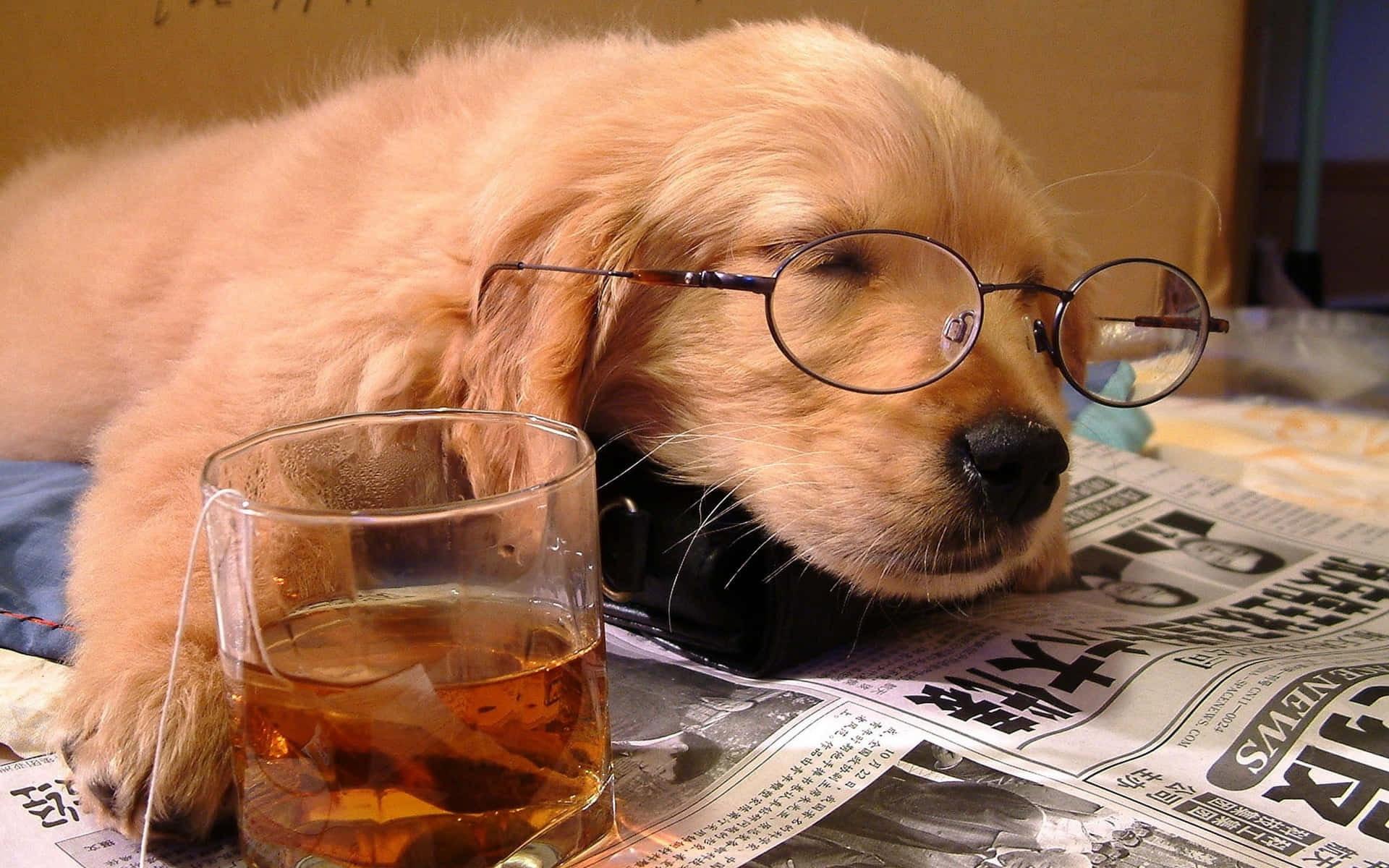 golden retriever, glasses, newspaper, Full HD Desktop Wallpaper