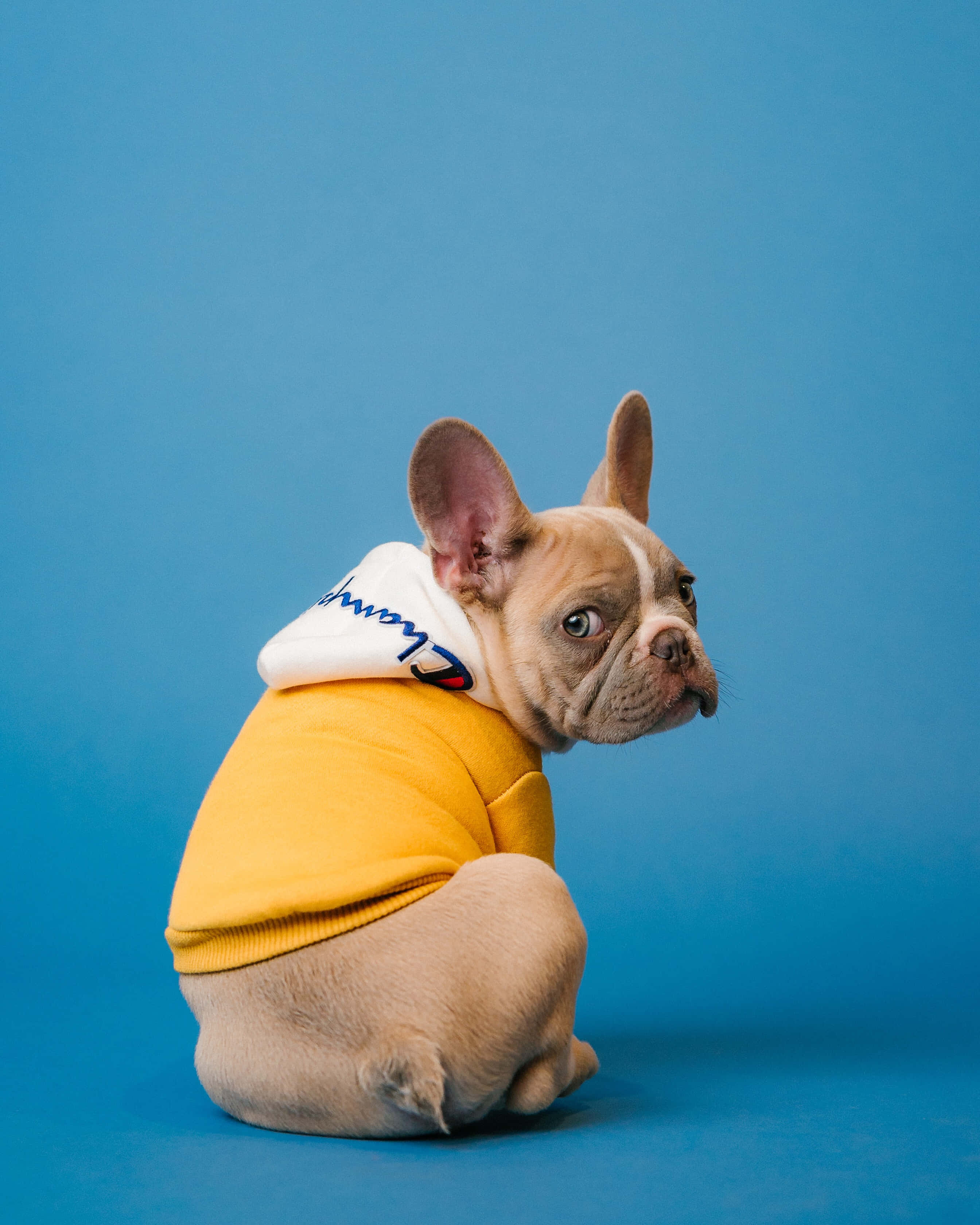 fawn French bulldog, yellow hoodie, white hood, 2K Phone Wallpaper