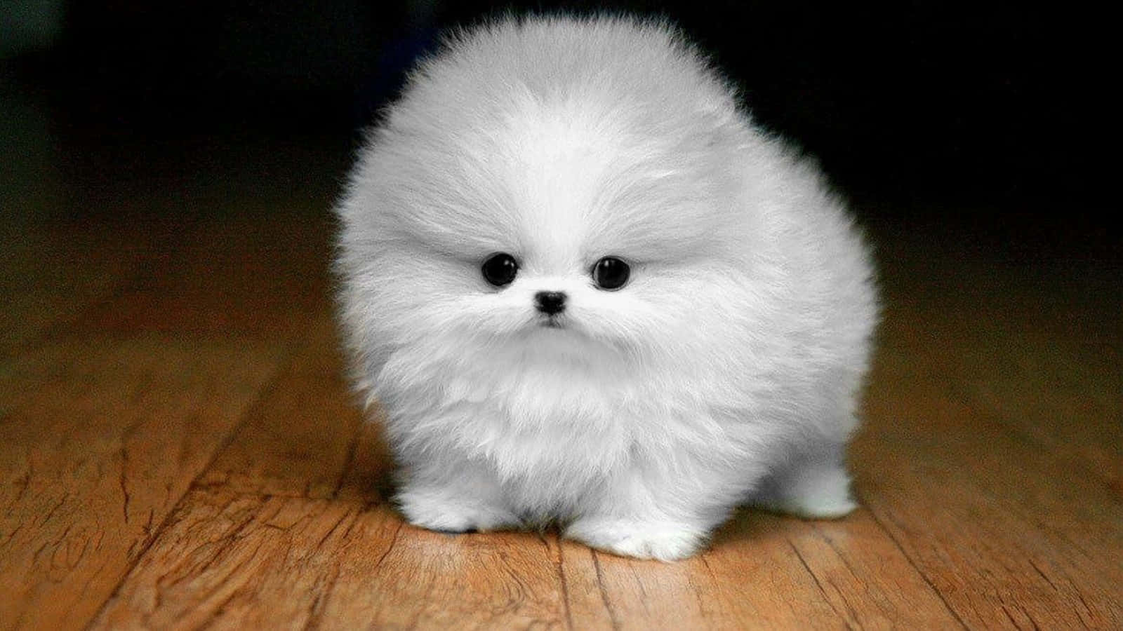 white Pomeranian, fluffy white Pomeranian puppy, warm wooden floor, HD Desktop Wallpaper