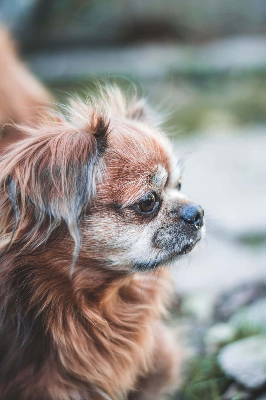fluffy brown and white dog, expressive eyes, gazing thoughtfully to the side, HD Phone Wallpaper