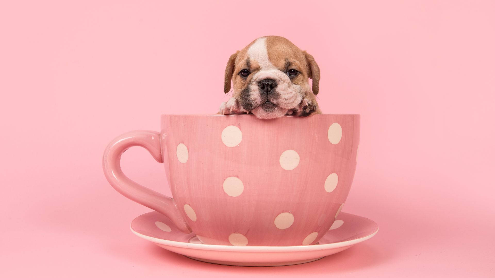 baby english bulldog, pink polka-dot teacup, matching saucer, Full HD Desktop Wallpaper