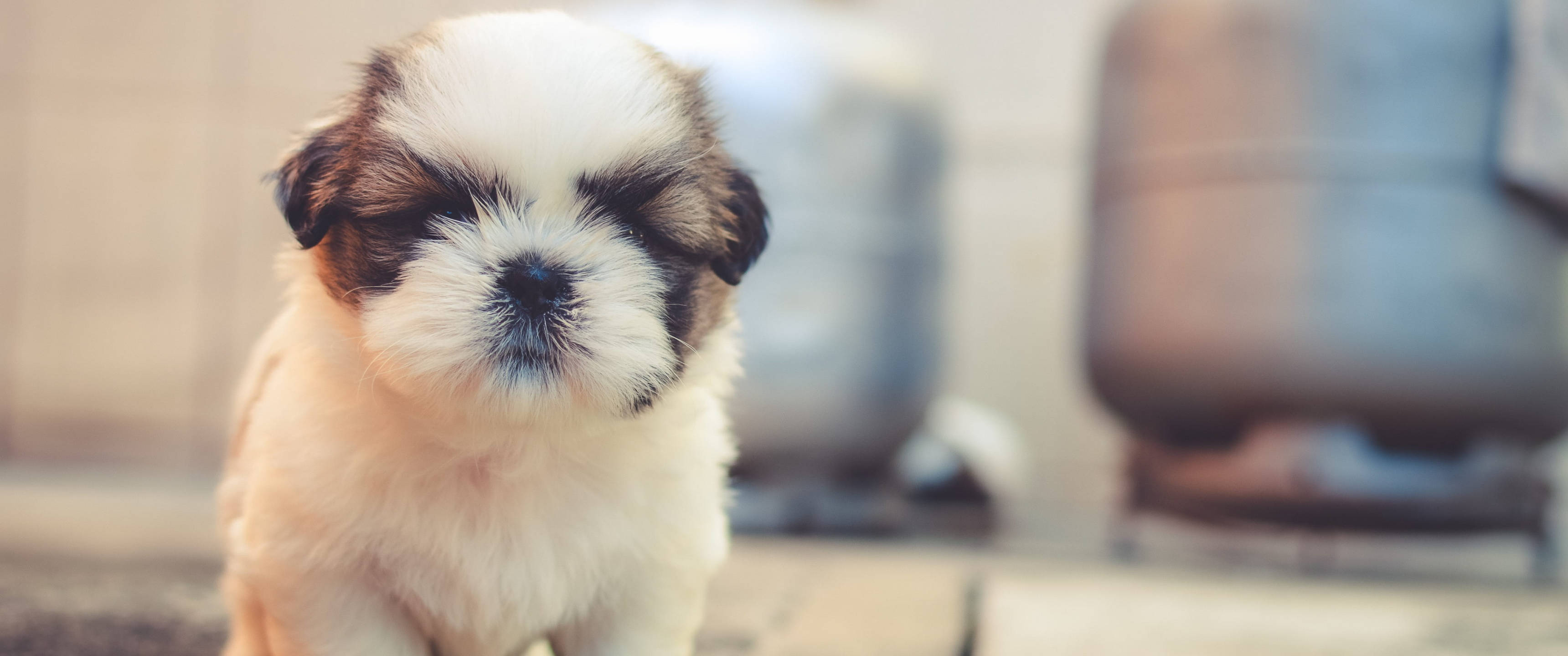 baby dog, fluffy white and brown puppy, big dark eyes, 2K Desktop Wallpaper