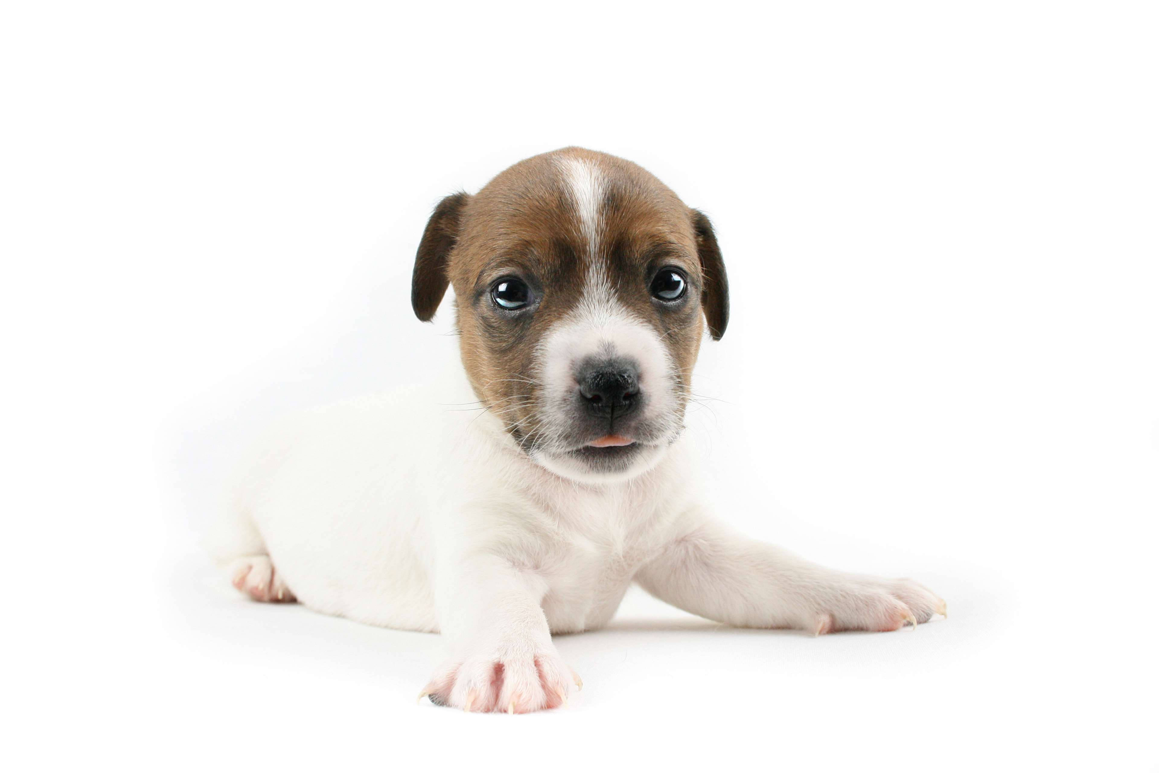 baby dog, brown and white puppy, big blue eyes, 4K Desktop Wallpaper