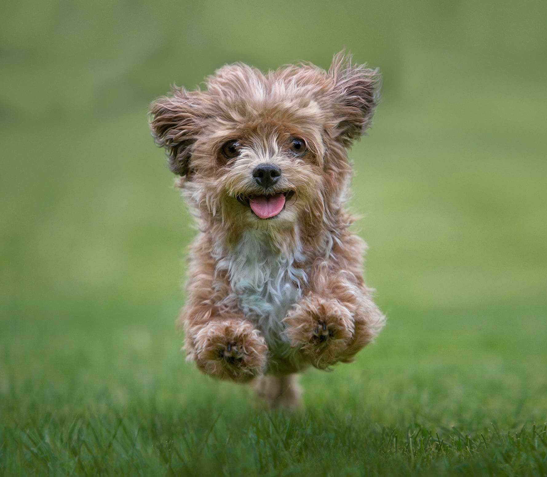 fluffy brown puppy, vibrant green grassy field, leaps joyfully, HD Desktop Wallpaper