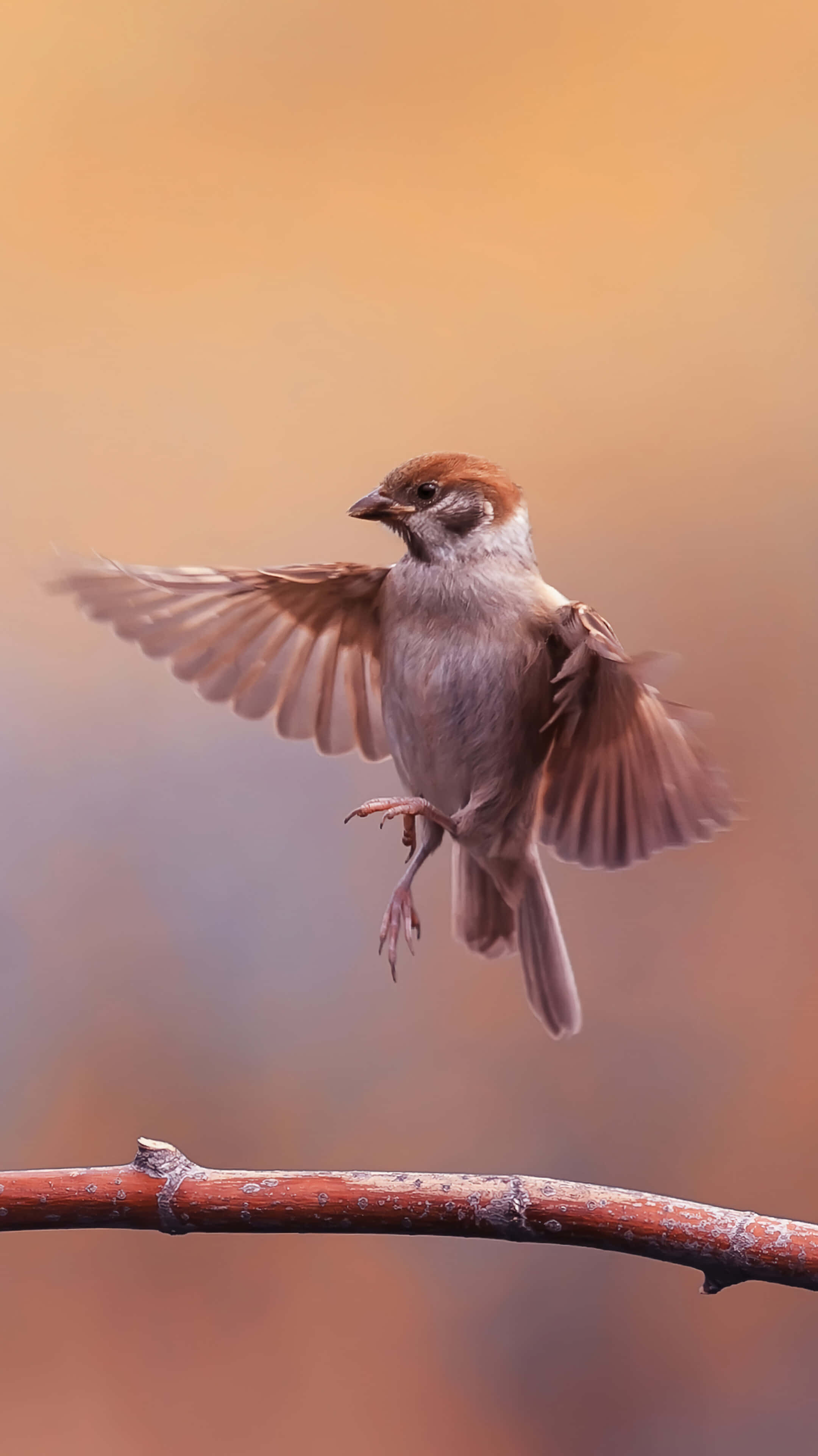 small phone, brown bird, outstretched wings, 4K Phone Wallpaper