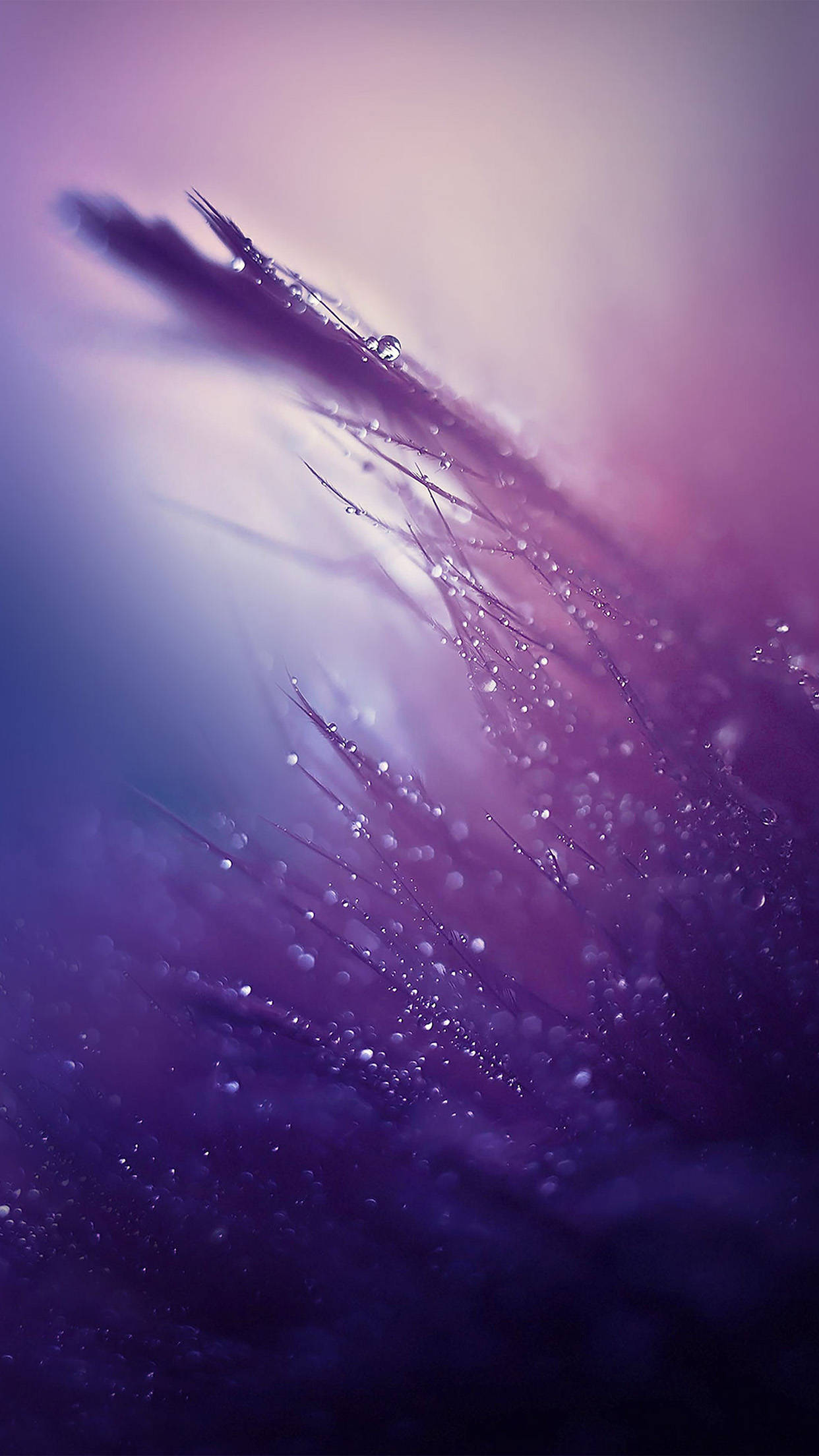 purple grass blades, dewdrops, soft gradient sky, Full HD Phone Wallpaper