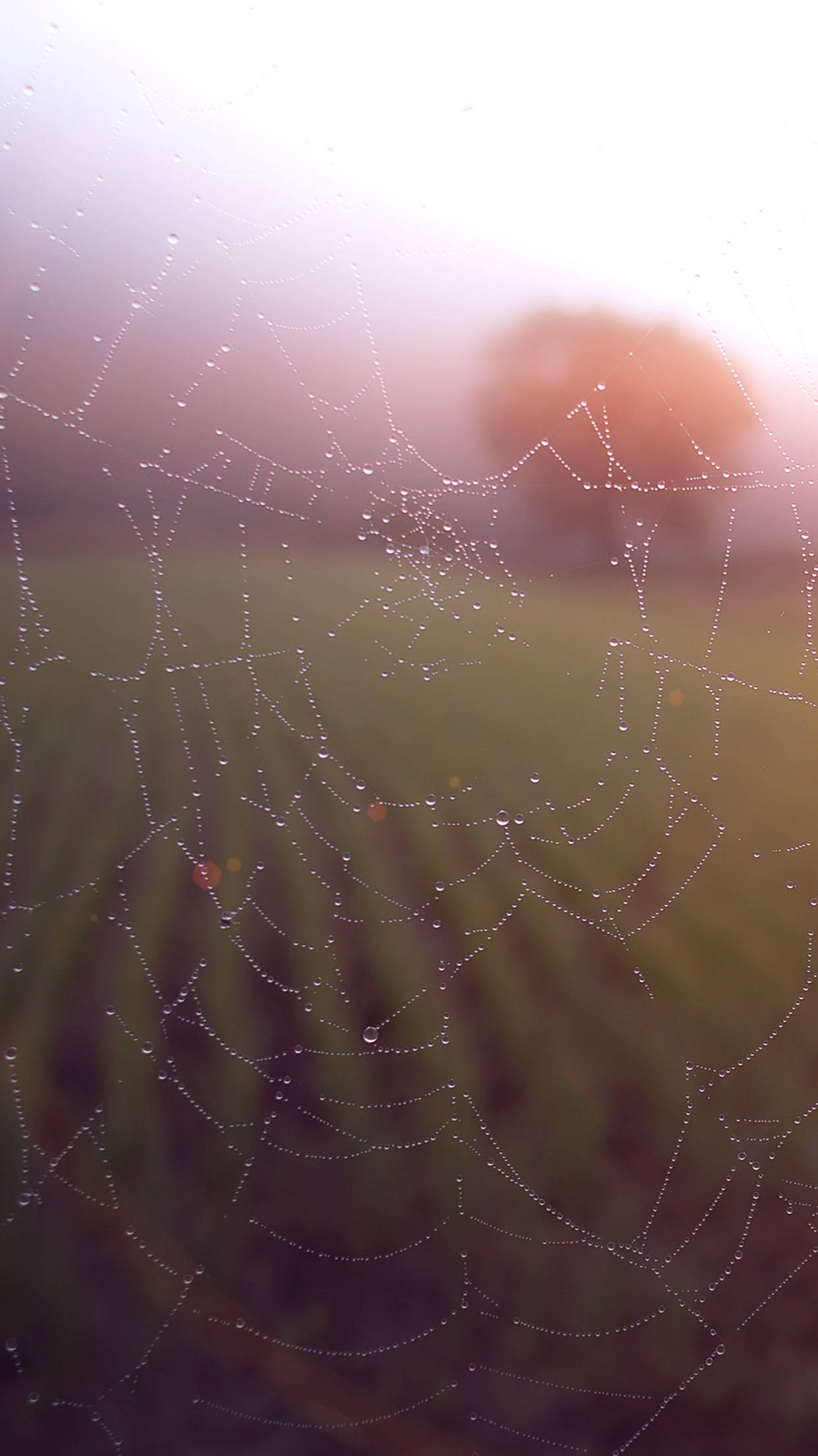 dew drops, spider web, soft misty field, Full HD Phone Wallpaper