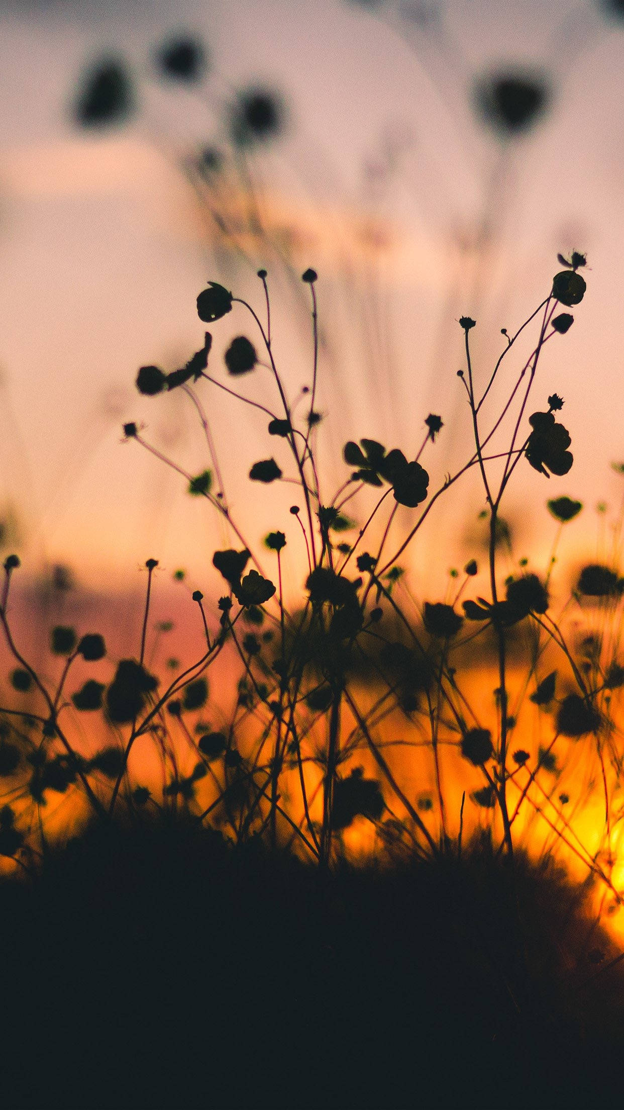 flower silhouette, sunset, warm glowing sky, Full HD Phone Wallpaper