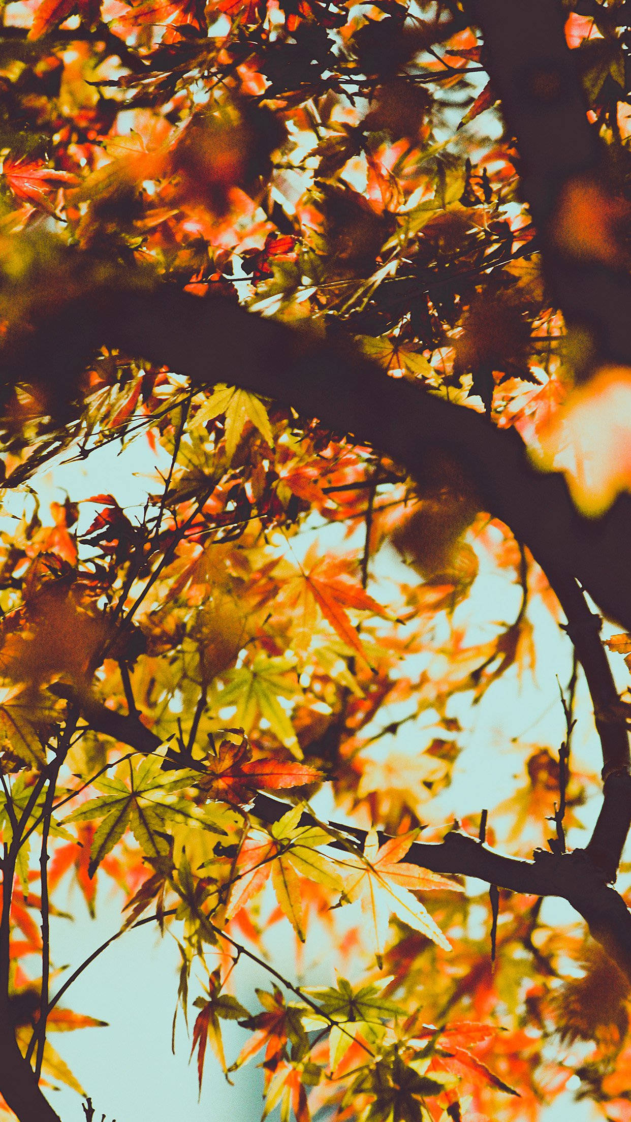 maple tree, vibrant orange, yellow maple leaves, Full HD Phone Wallpaper