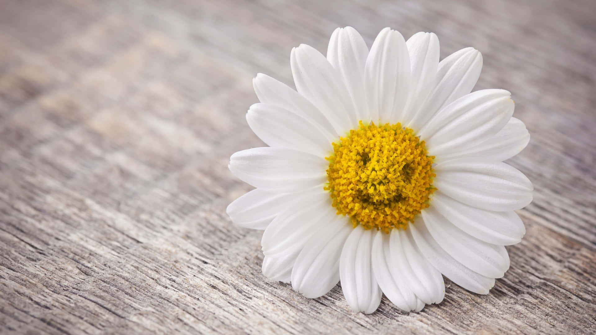 Smiley Face, daisy aesthetic computer, white daisy, Full HD Desktop Wallpaper