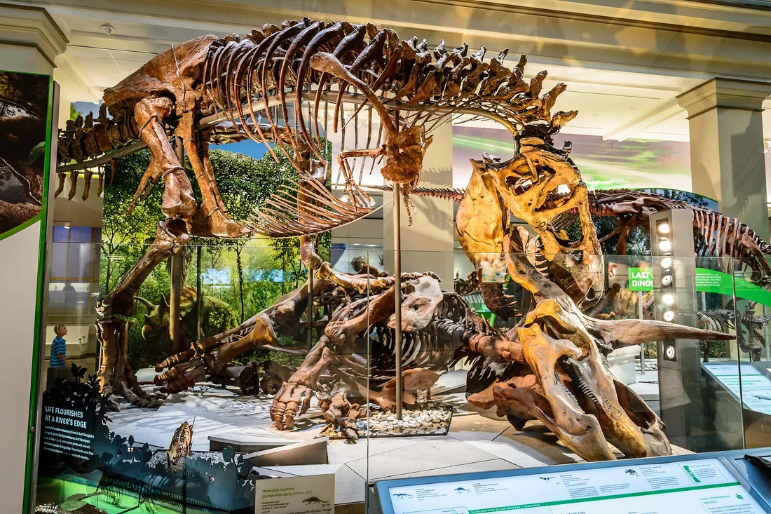 Smithsonian National Museum Of Natural History