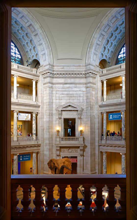 Smithsonian National Museum Of Natural History, neoclassical museum atrium, marble columns, SD Phone Wallpaper