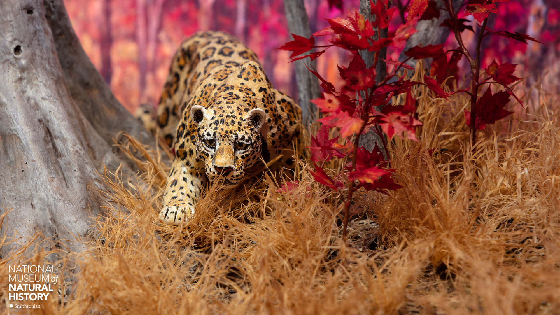 Smithsonian National Museum Of Natural History, jaguar, dry grass, Full HD Desktop Wallpaper