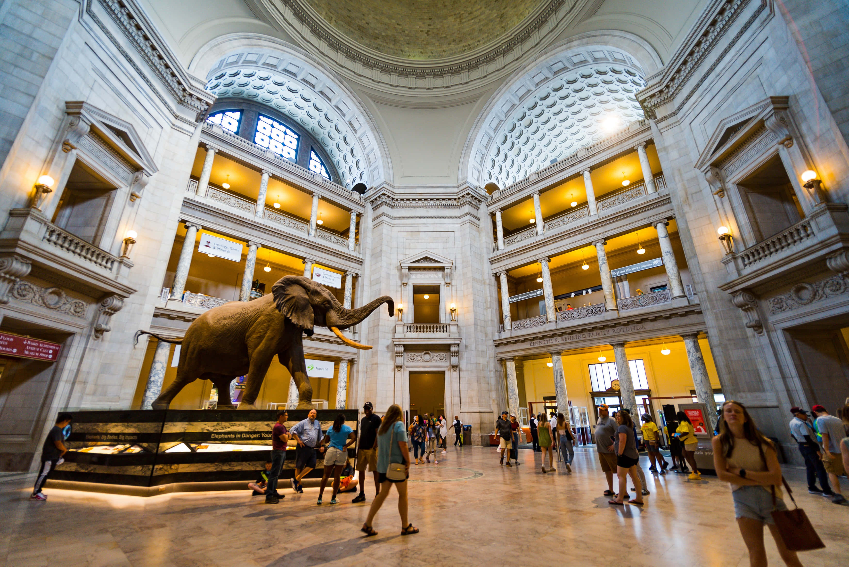 Smithsonian National Museum Of Natural History, tall columns, massive elephant statue, 2K Desktop Wallpaper