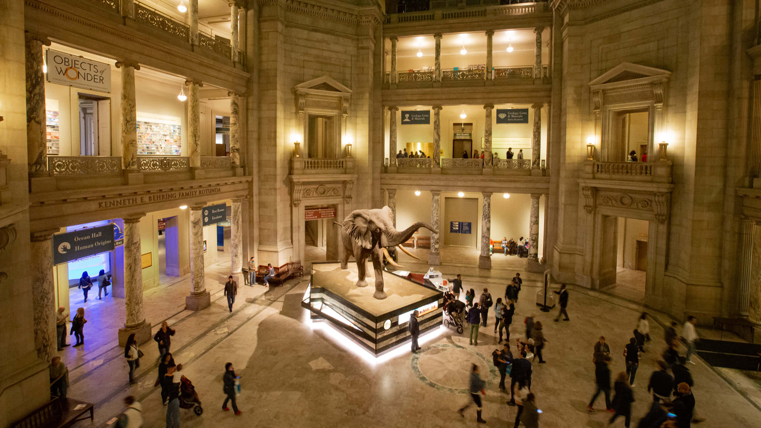Smithsonian National Museum Of Natural History, hall, elephant exhibit, 2K Desktop Wallpaper