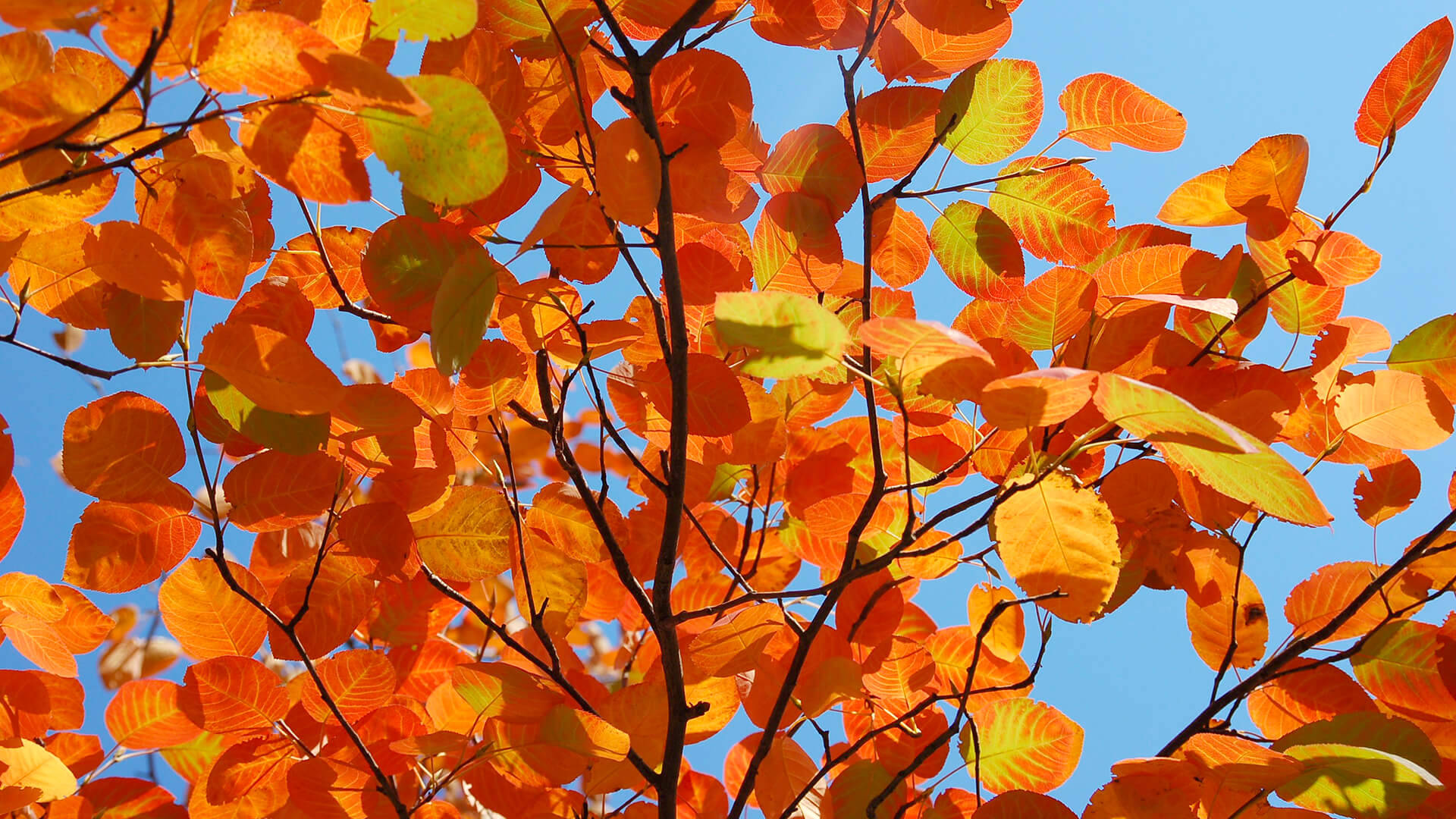 Smithsonian, serviceberry tree, autumn leaves, Full HD Desktop Wallpaper