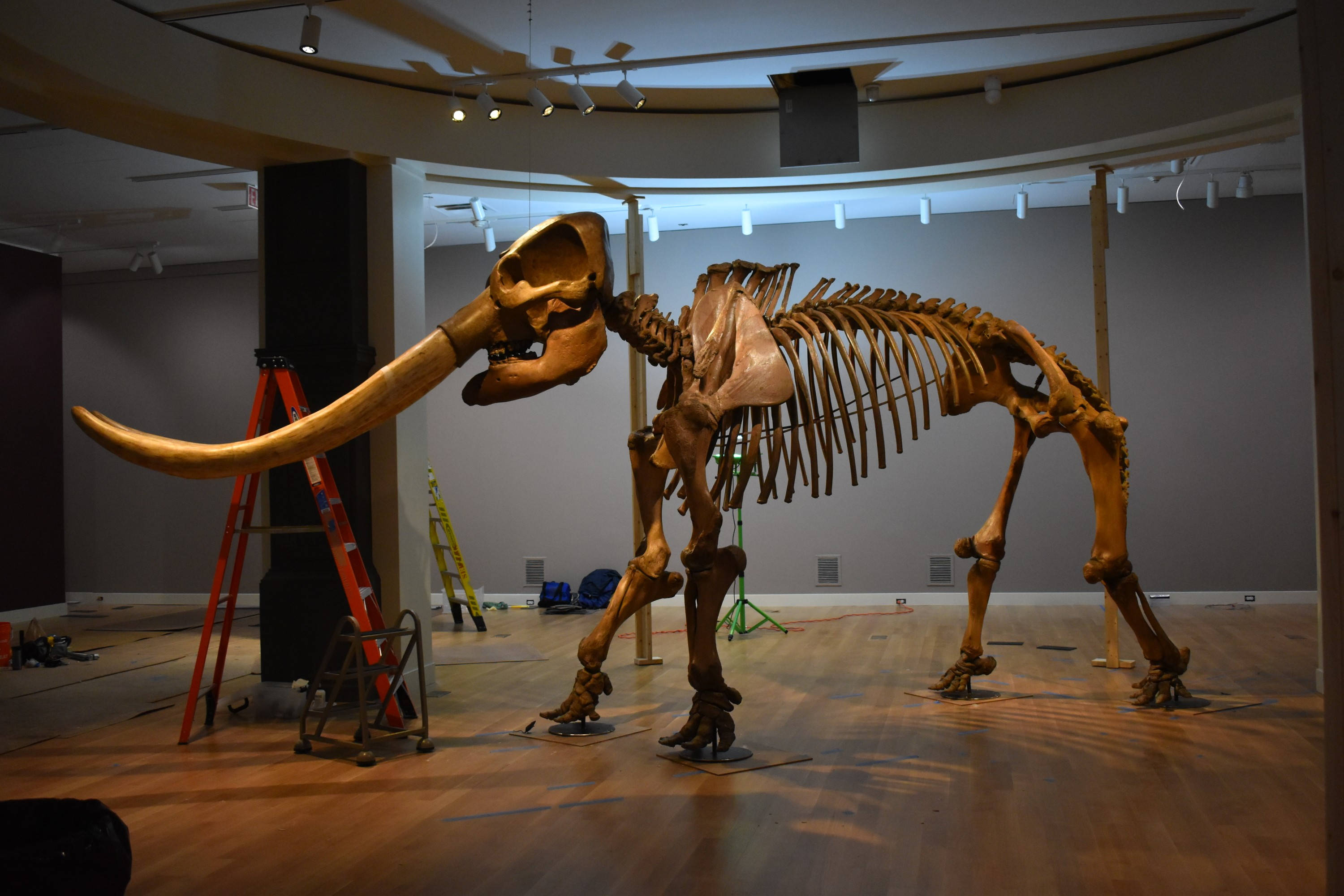 Smithsonian, mastodon skeleton, museum gallery, 2K Desktop Wallpaper